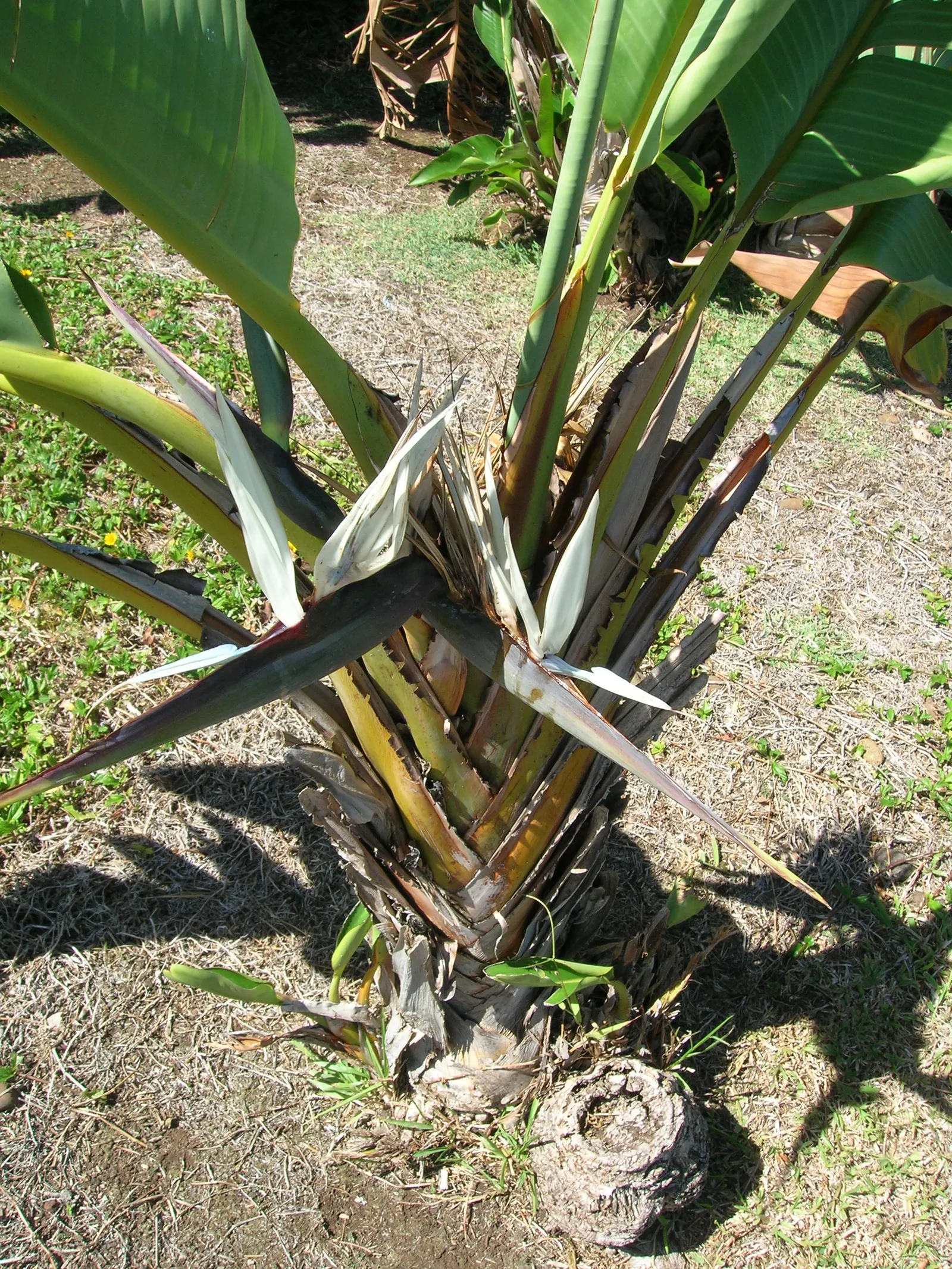 Giant White Bird Of Paradise (Strelitzia Nicolai) — paddle-shaped leaves that reach up to 8 ft long; it requires space to accommodate its spread of 6-10 ft