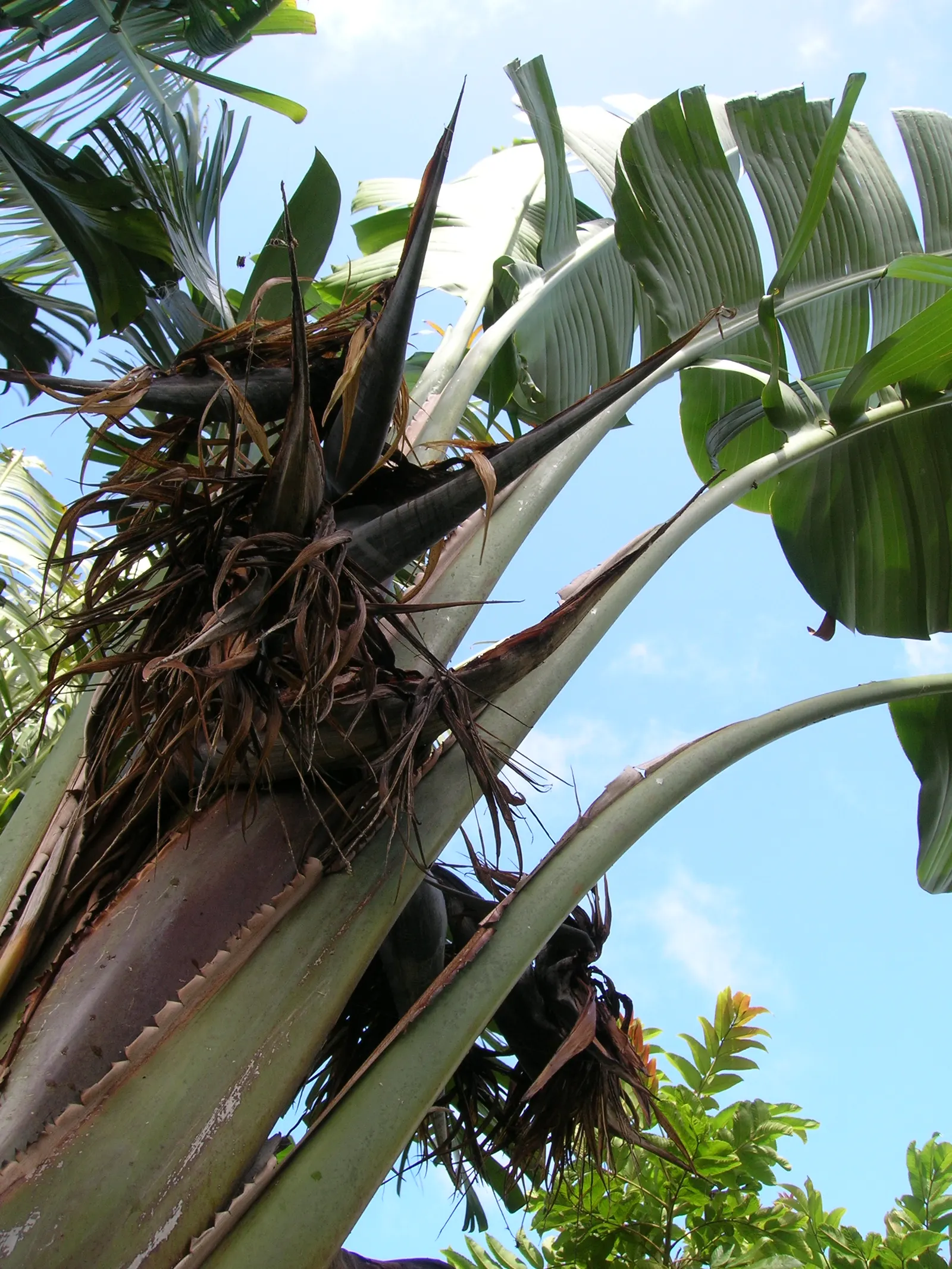 Giant White Bird Of Paradise (Strelitzia Nicolai) — They split from wind and environmental stress; its grand stature can reach a height of up to 20 feet or