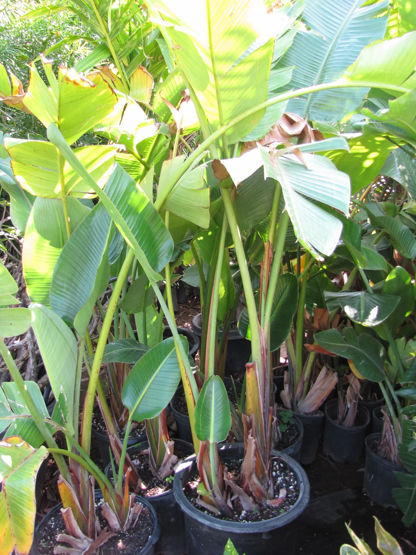 Giant White Bird Of Paradise (Strelitzia Nicolai) — This evergreen thrives in well-drained soil with full sun to partial shade; they are quite the, image 111