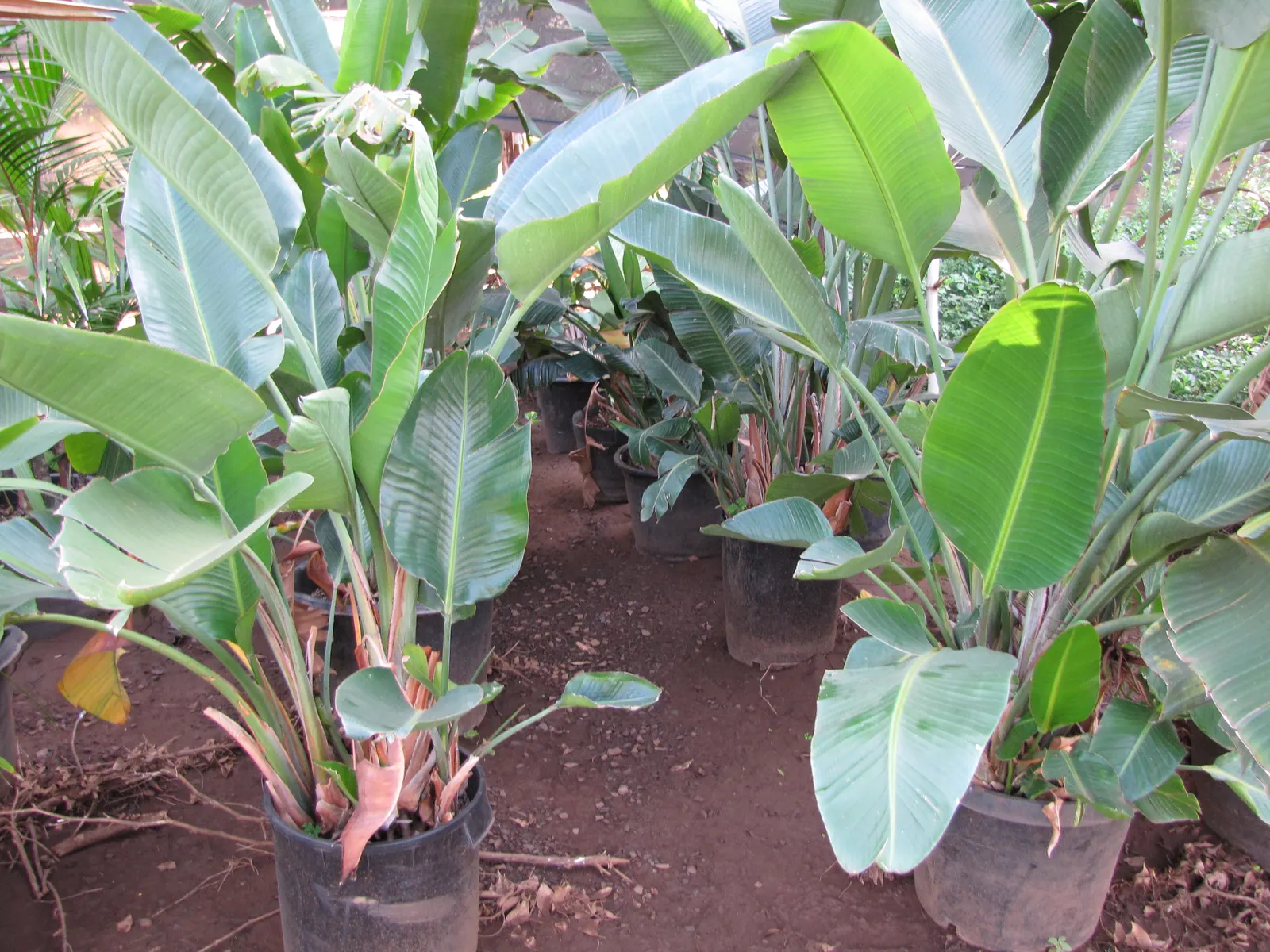 Giant White Bird Of Paradise (Strelitzia Nicolai) — requiring well-drained soil conditions