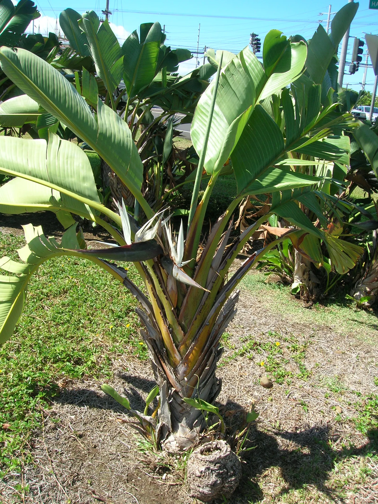 Giant White Bird Of Paradise (Strelitzia Nicolai) — This evergreen thrives in well-drained soil with full sun to partial shade; they are quite the, image 57