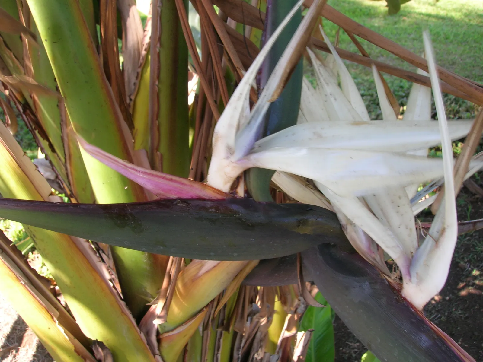 Giant White Bird Of Paradise (Strelitzia Nicolai) — they are quite the spectacle when they appear; strelitzia nicolai blooms with white and blue petals that