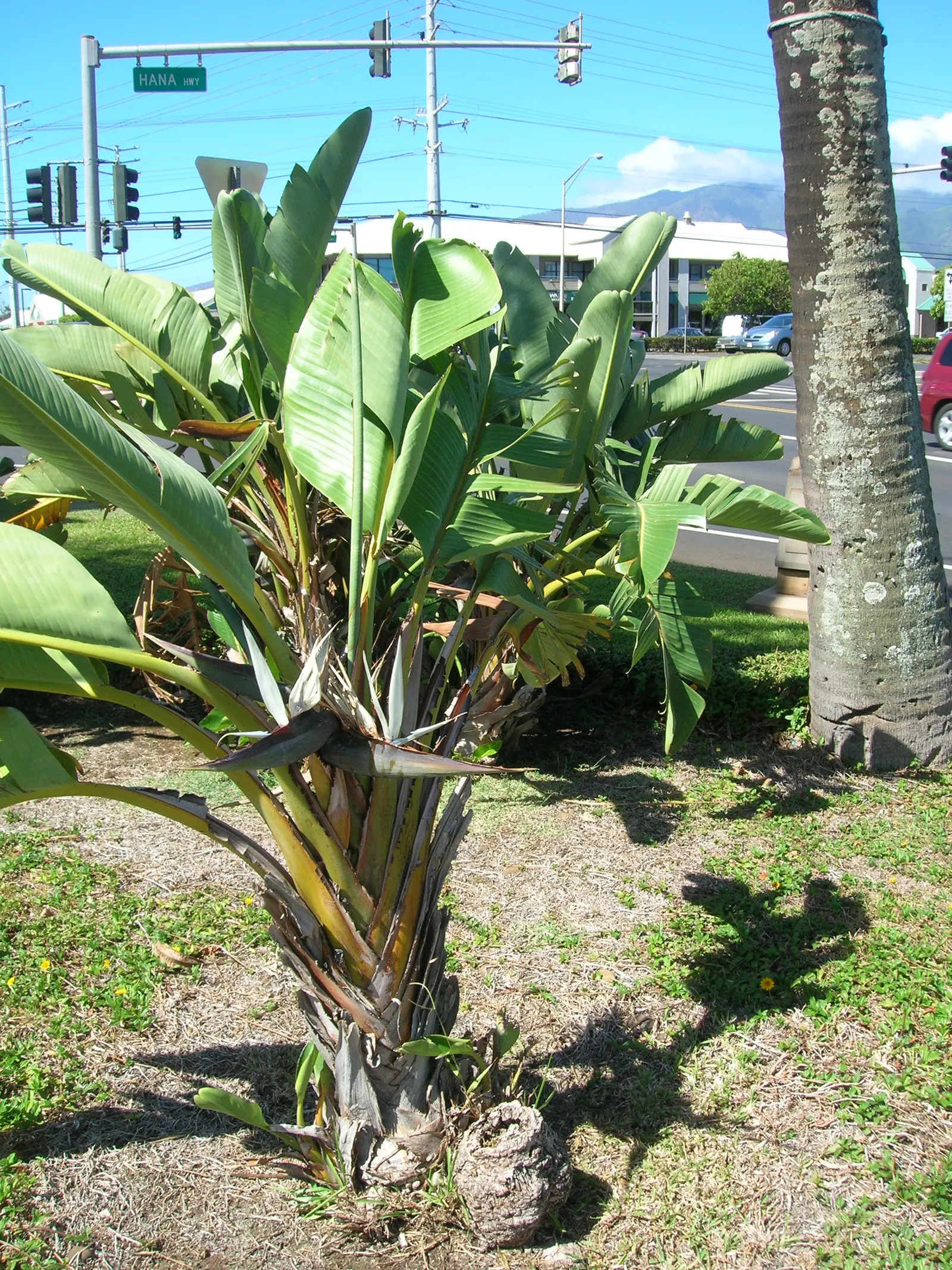 Giant White Bird Of Paradise (Strelitzia Nicolai) — The leaves themselves can grow to an impressive 5 to 8 feet in length and 2 to 3 feet in width