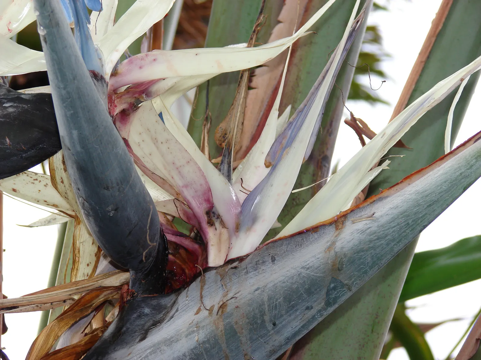 Giant White Bird Of Paradise (Strelitzia Nicolai) — Moreover, due to its size, consider the plant's shading impact on the surrounding flora; this, image 78