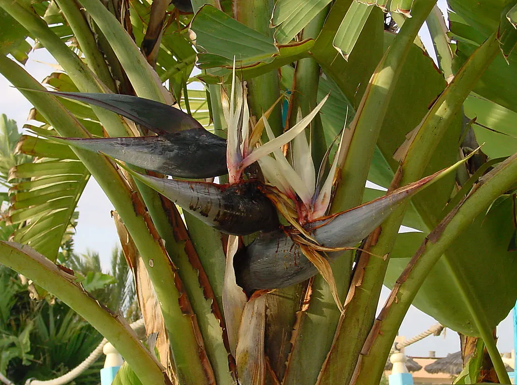 Giant White Bird Of Paradise (Strelitzia Nicolai) — shrub / tree for full or half
