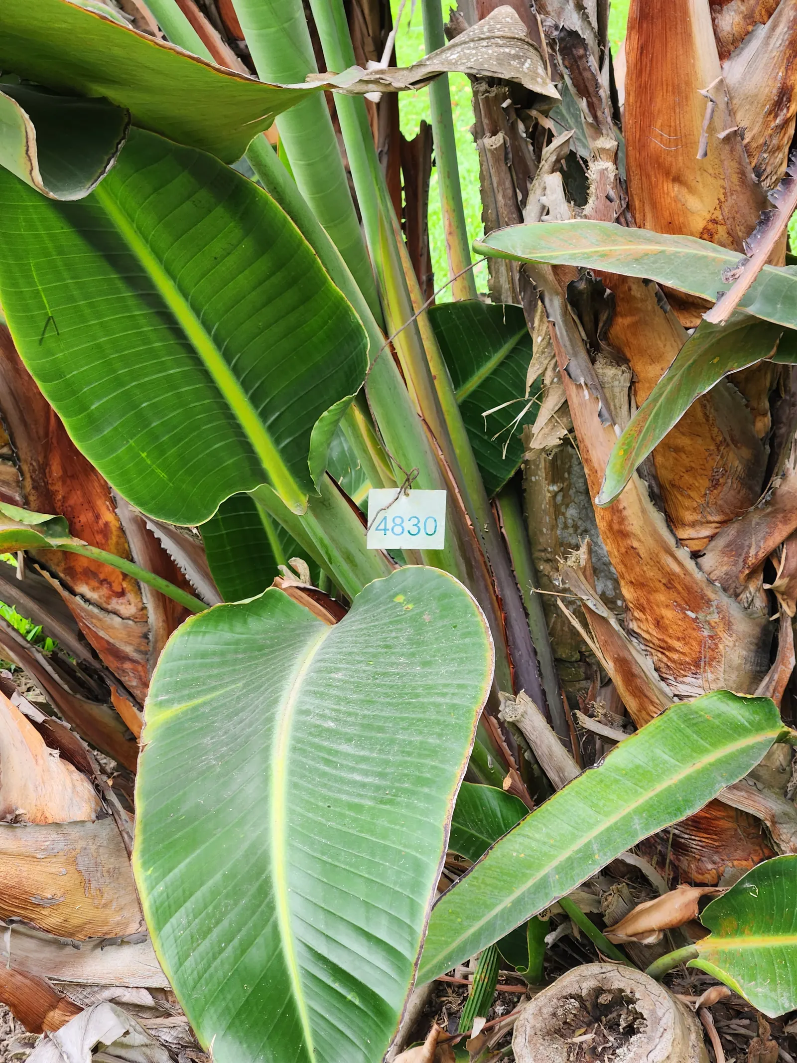 Giant White Bird Of Paradise (Strelitzia Nicolai) — the Giant White Bird of Paradise presents a robust silhouette; they split from wind and, image 118