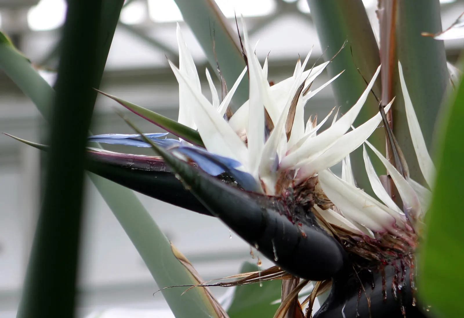 Giant White Bird Of Paradise (Strelitzia Nicolai) — it requires space to accommodate its spread of 6-10 ft; white flowers in the garden