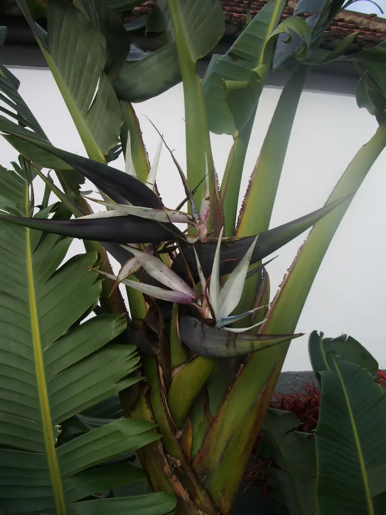 Giant White Bird Of Paradise (Strelitzia Nicolai) — They split from wind and environmental stress; its grand stature can reach a height of up to 20, image 121