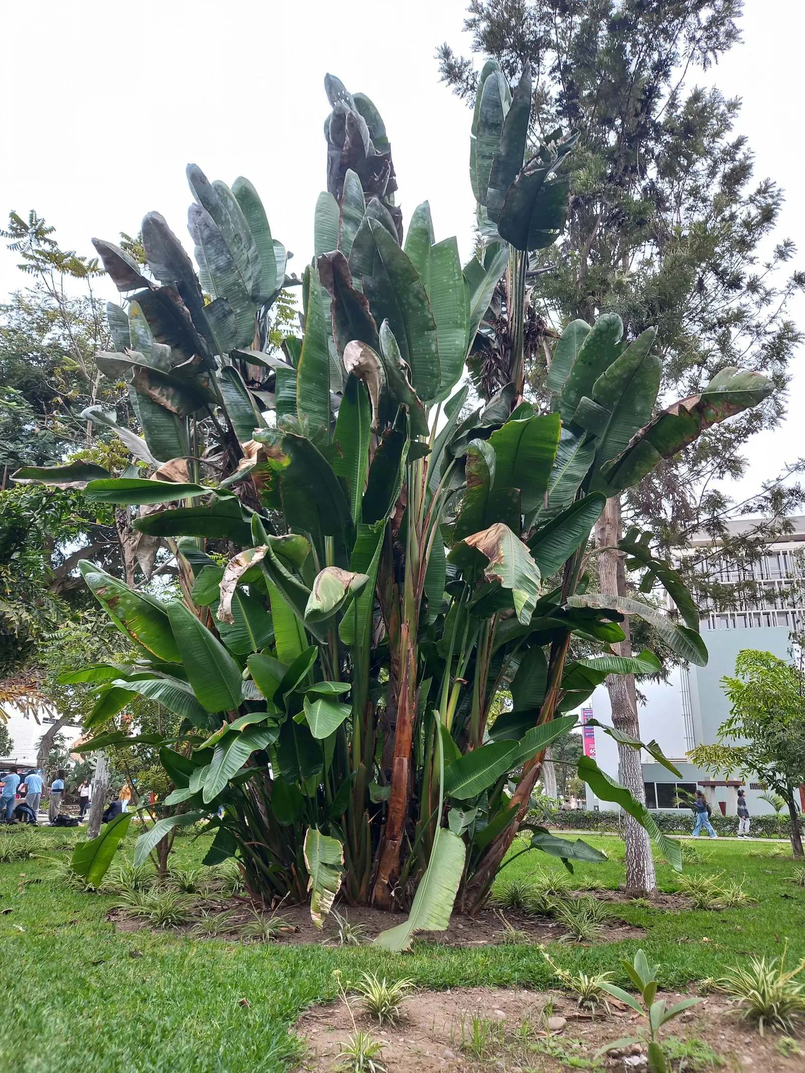 Giant White Bird Of Paradise (Strelitzia Nicolai) — shrub / tree with white blooms; though blooms are more rarely seen in cooler regions