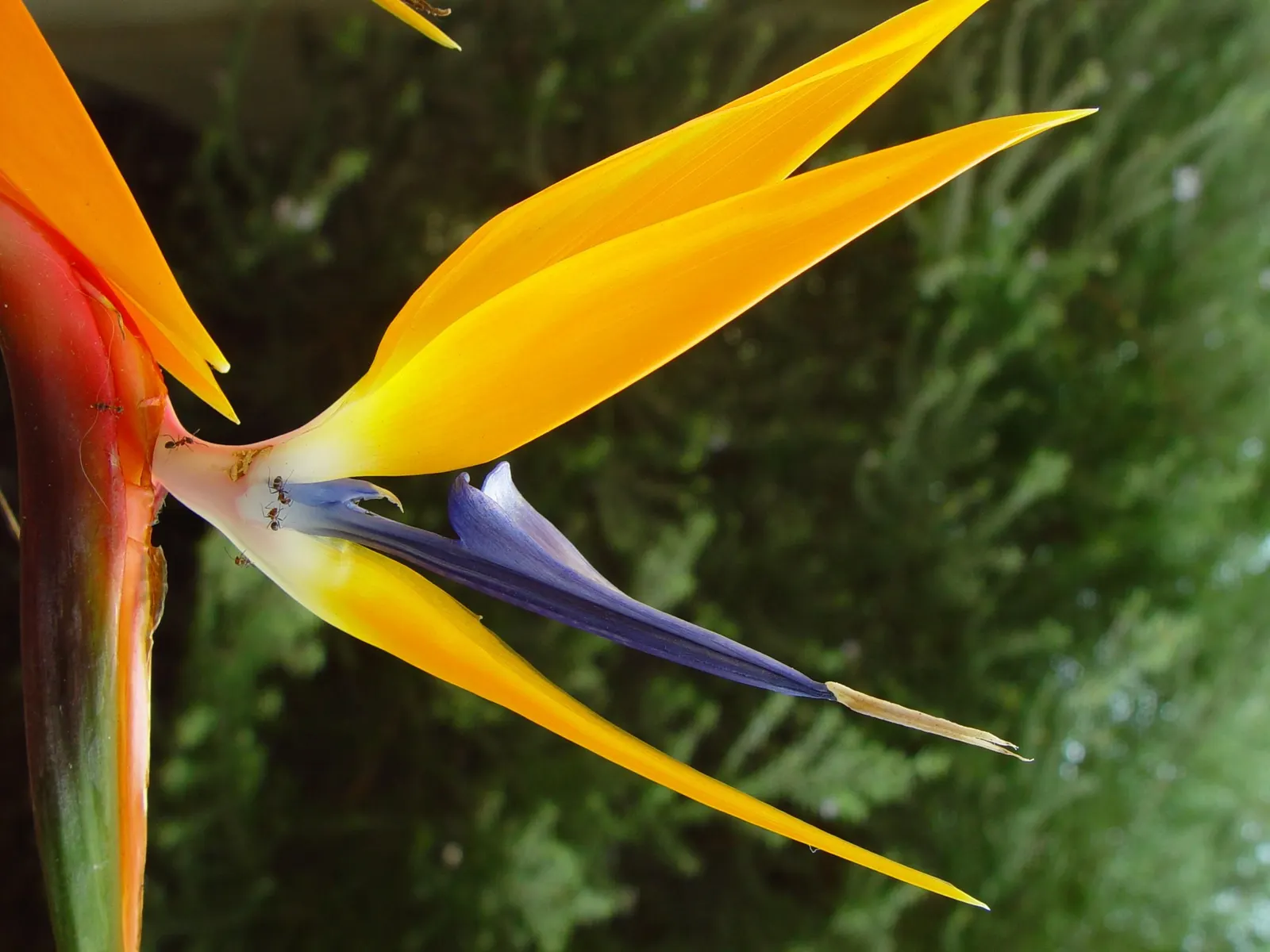 Giant White Bird Of Paradise (Strelitzia Nicolai) — making it an impressive focal point, image 86