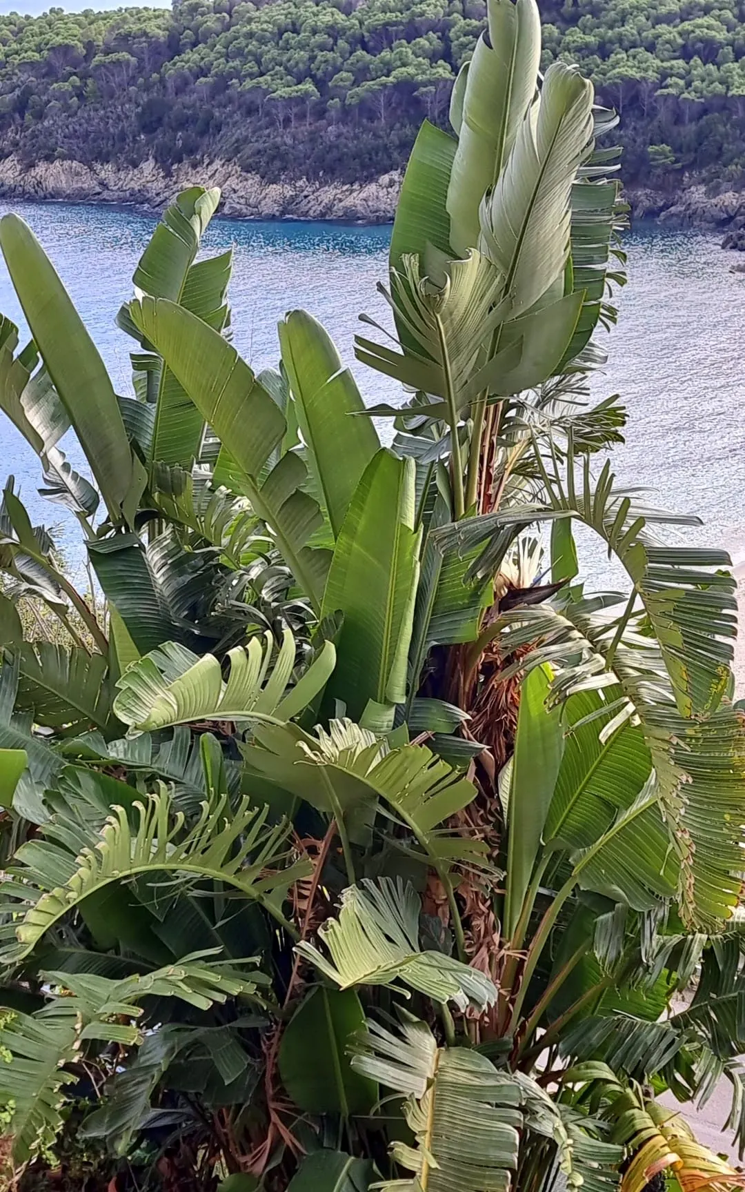 Giant White Bird Of Paradise (Strelitzia Nicolai) — While it is relatively drought-tolerant once established, moderate watering supports optimal, image 48