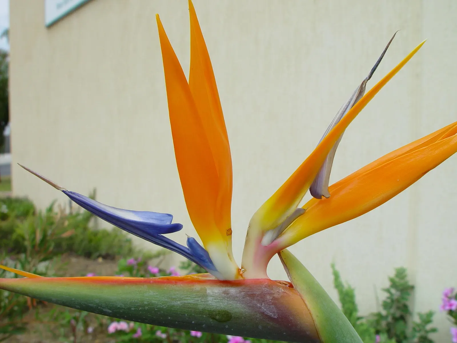 Giant White Bird Of Paradise (Strelitzia Nicolai) — The leaves themselves can grow to an impressive 5 to 8 feet in length and 2 to 3 feet in width; requiring