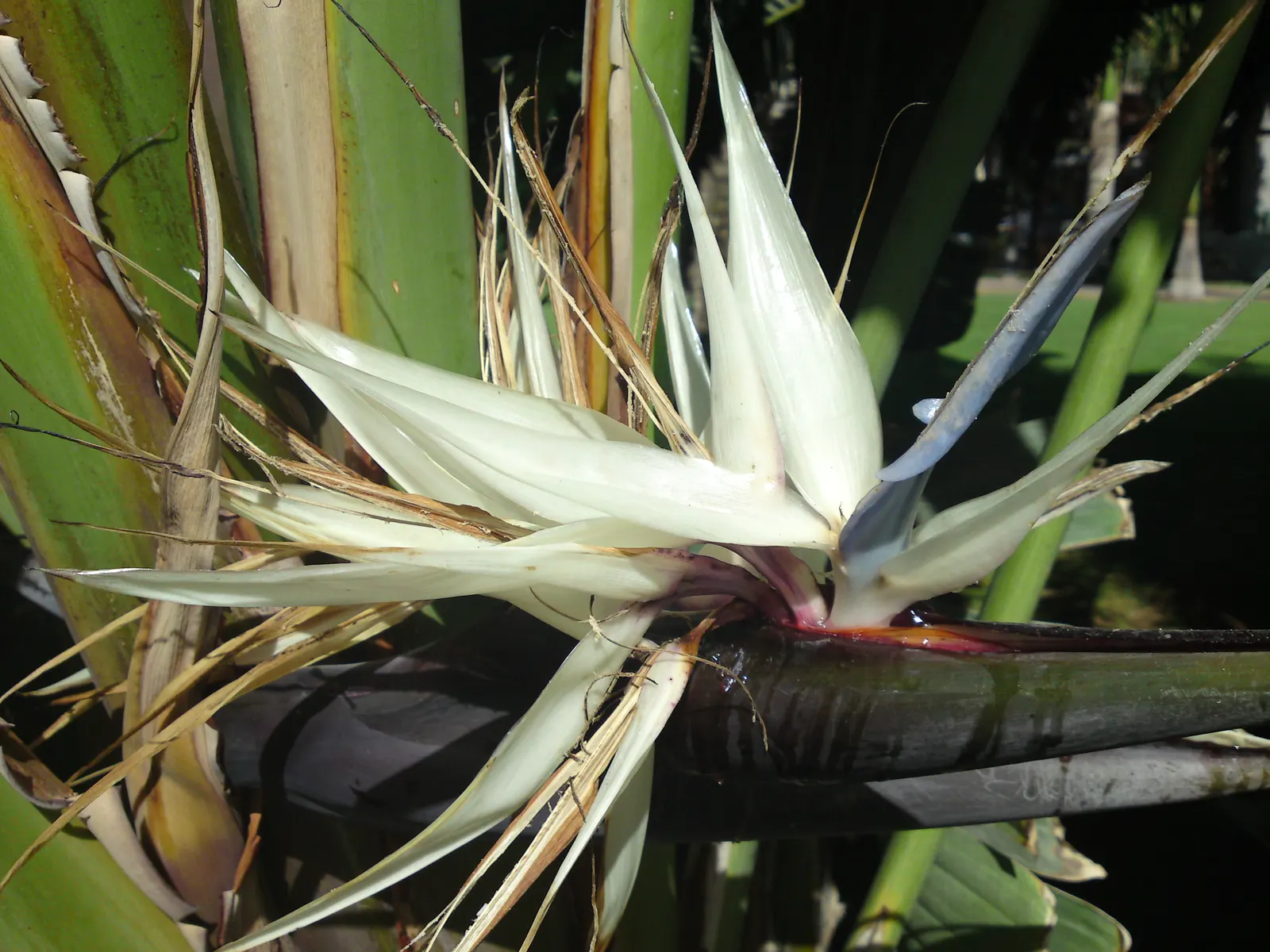 Giant White Bird Of Paradise (Strelitzia Nicolai) — Though blooms are more rarely seen in cooler regions