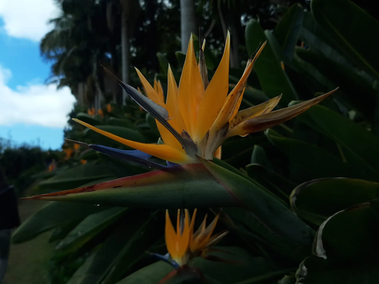 Giant White Bird Of Paradise (Strelitzia Nicolai) — it is crucial to allow ample space for the plant to expand and reach maturity, image 50
