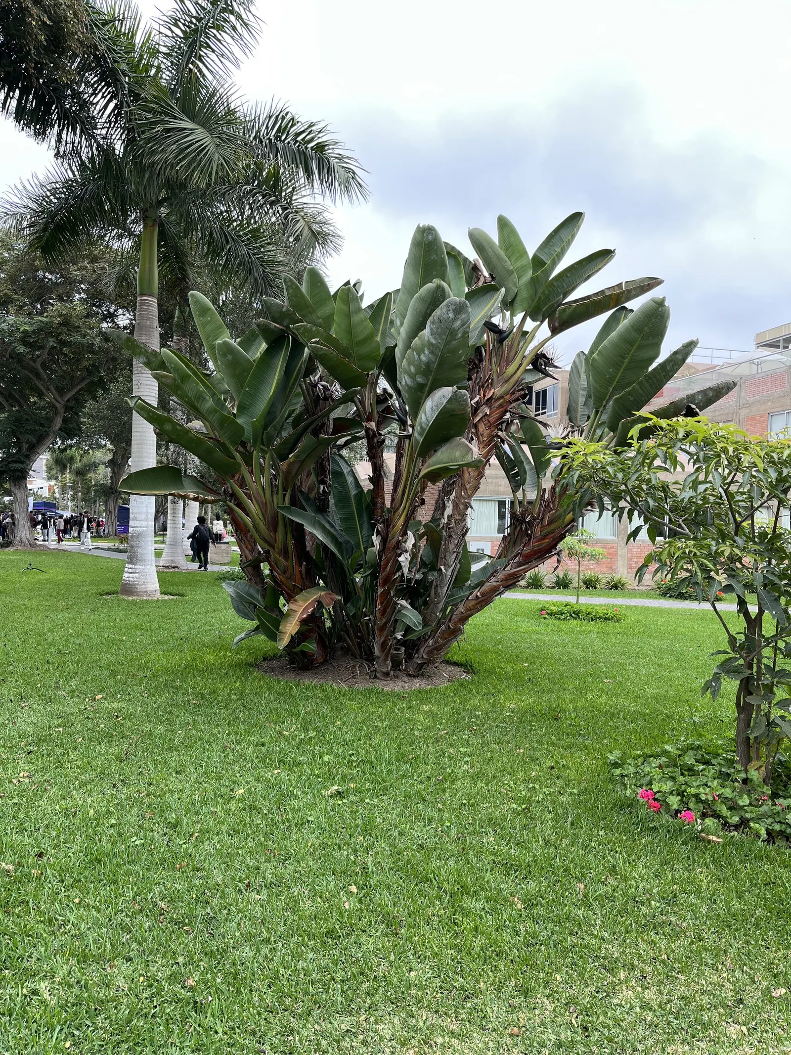 Giant White Bird Of Paradise (Strelitzia Nicolai) — the Giant White Bird of Paradise presents a robust silhouette; they split from wind and, image 91