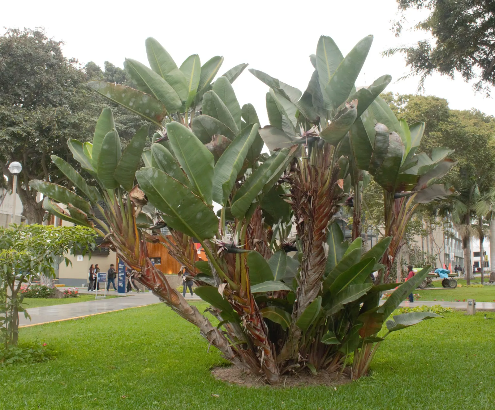 Giant White Bird Of Paradise (Strelitzia Nicolai) — typically in the late winter or spring.<br><br>This species thrives in full sun to partial shade, image 73