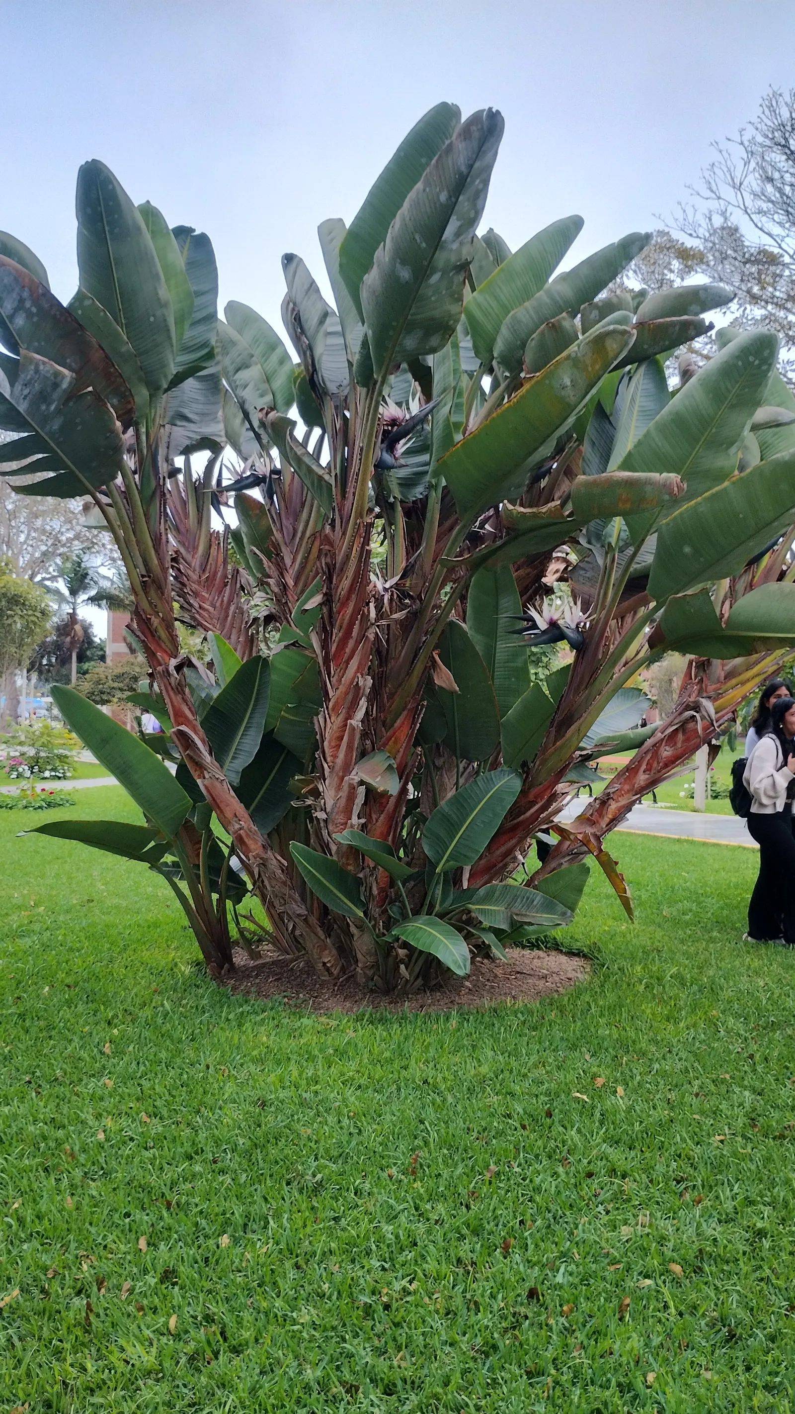Giant White Bird Of Paradise (Strelitzia Nicolai) — This evergreen thrives in well-drained soil with full sun to partial shade
