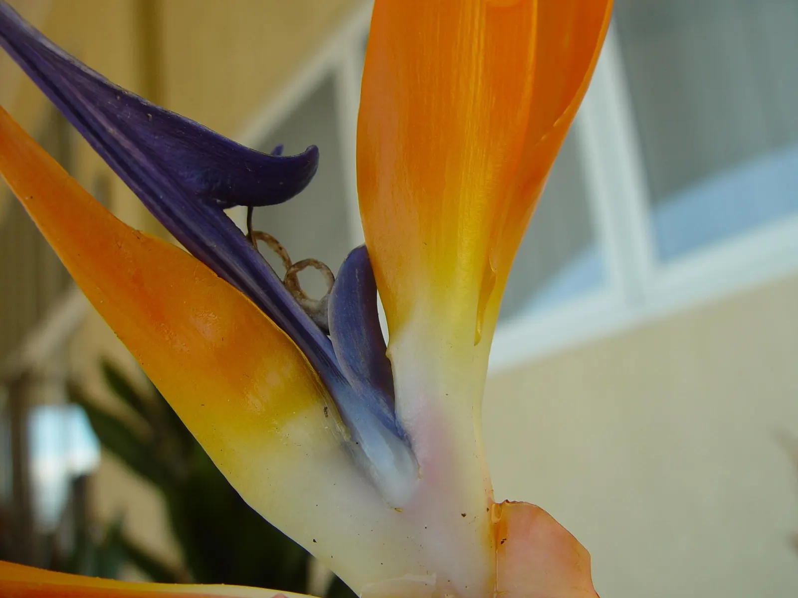 Giant White Bird Of Paradise (Strelitzia Nicolai) — making it an impressive focal point