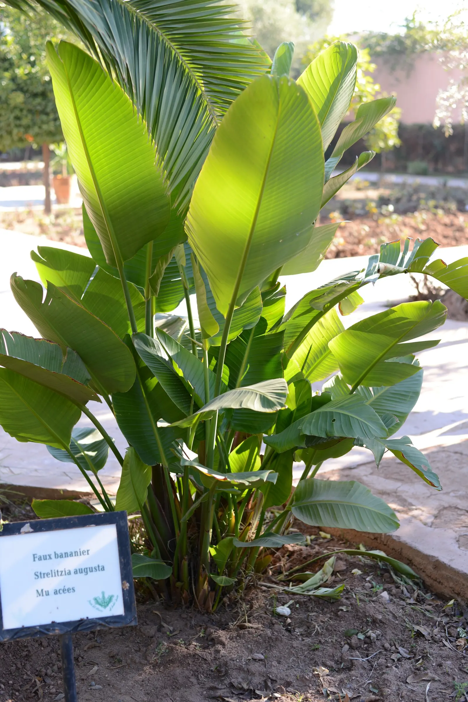 Giant White Bird Of Paradise (Strelitzia Nicolai) — They split from wind and environmental stress; its grand stature can reach a height of up to 20, image 67
