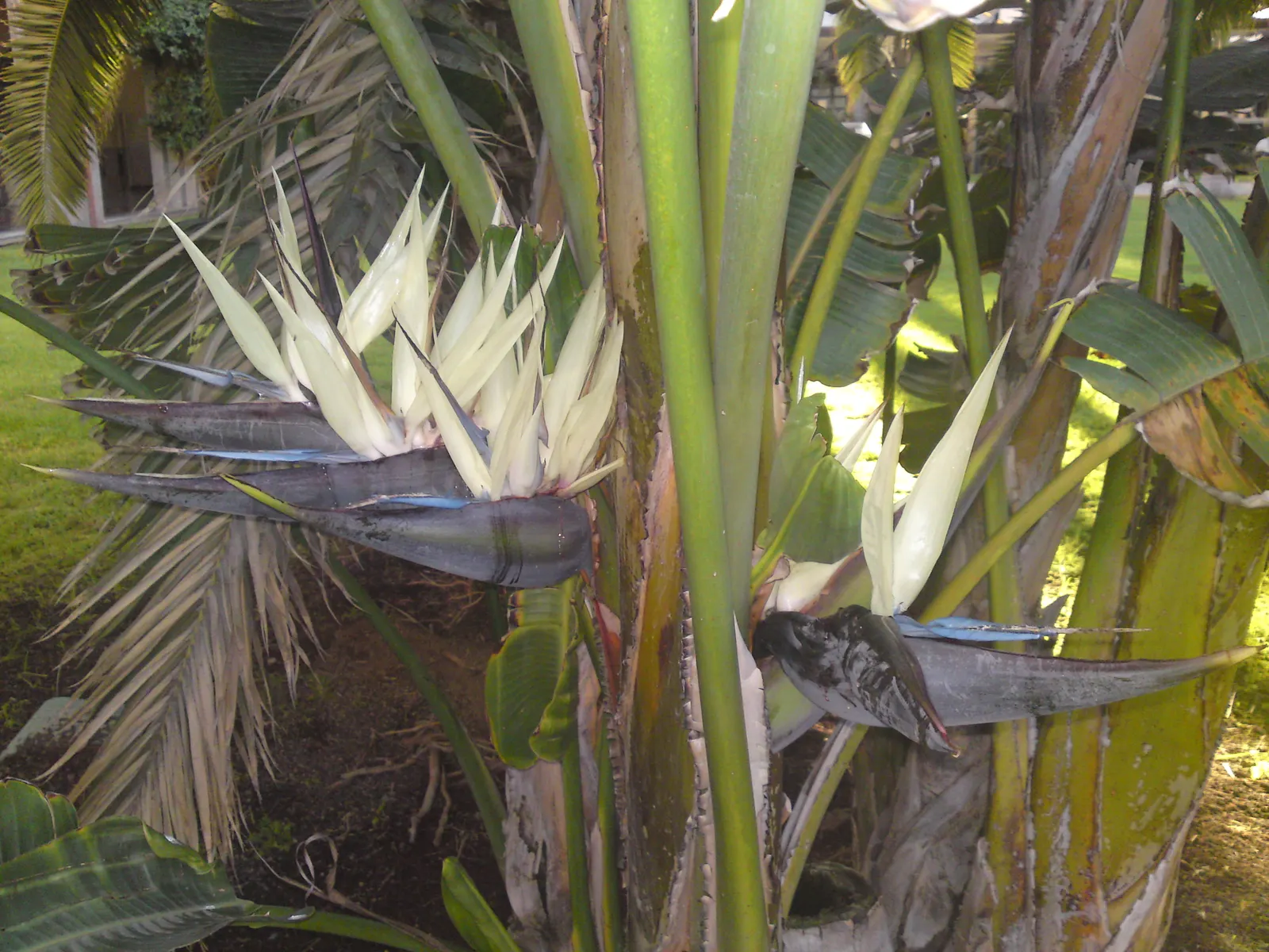 Giant White Bird Of Paradise (Strelitzia Nicolai) — This makes the plant a striking focal point in any landscape design