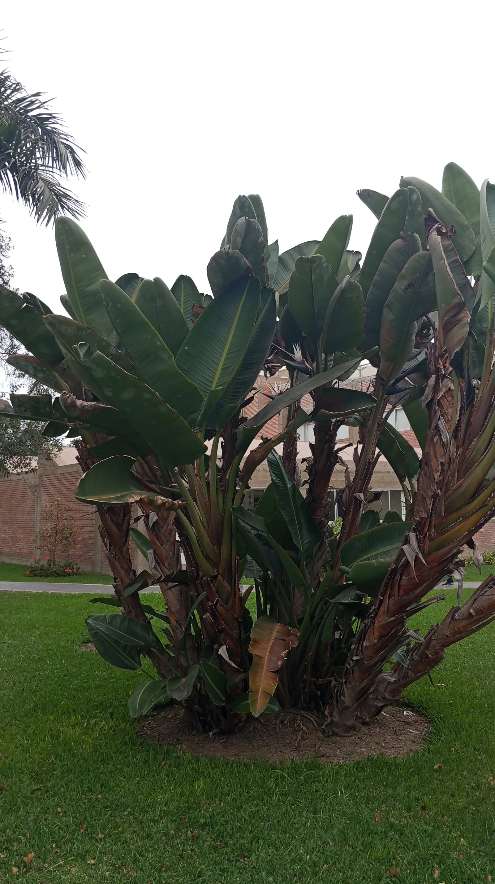 Giant White Bird Of Paradise (Strelitzia Nicolai) — paddle-shaped leaves that reach up to 8 ft long; it requires space to accommodate its spread of, image 109