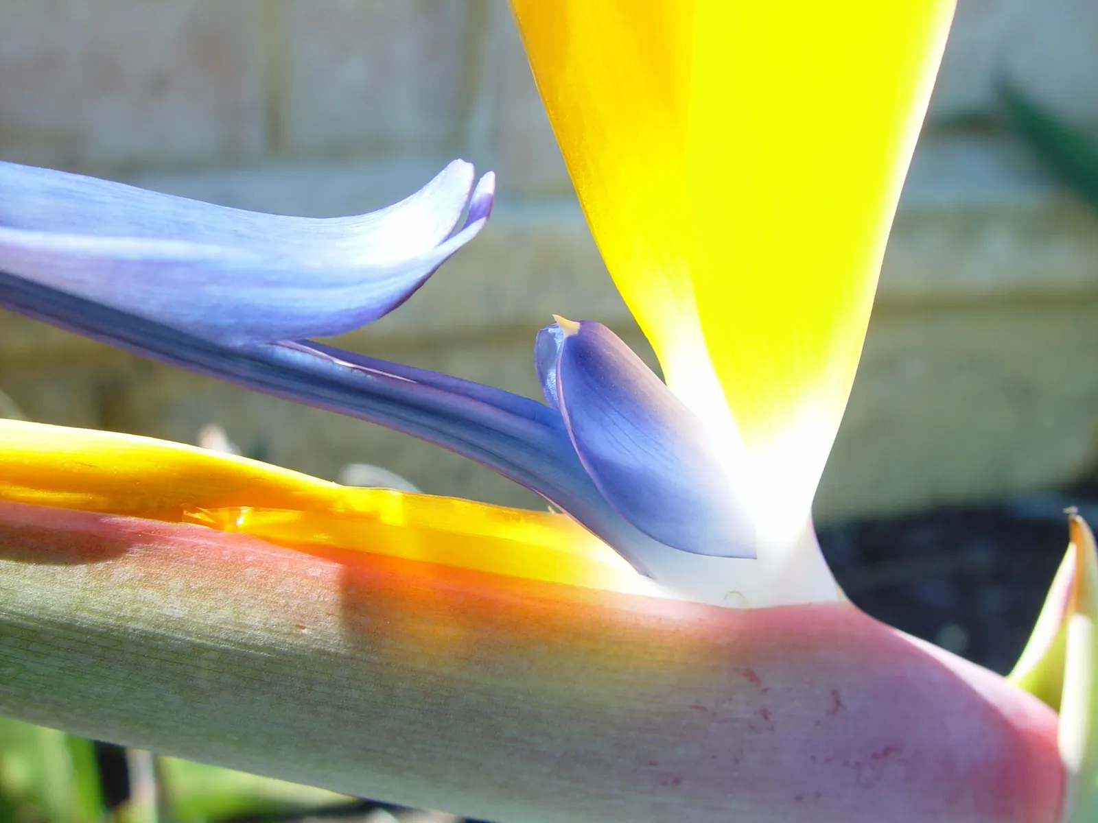 Giant White Bird Of Paradise (Strelitzia Nicolai) — This makes the plant a striking focal point in any landscape design; shrub / tree with white, image 62