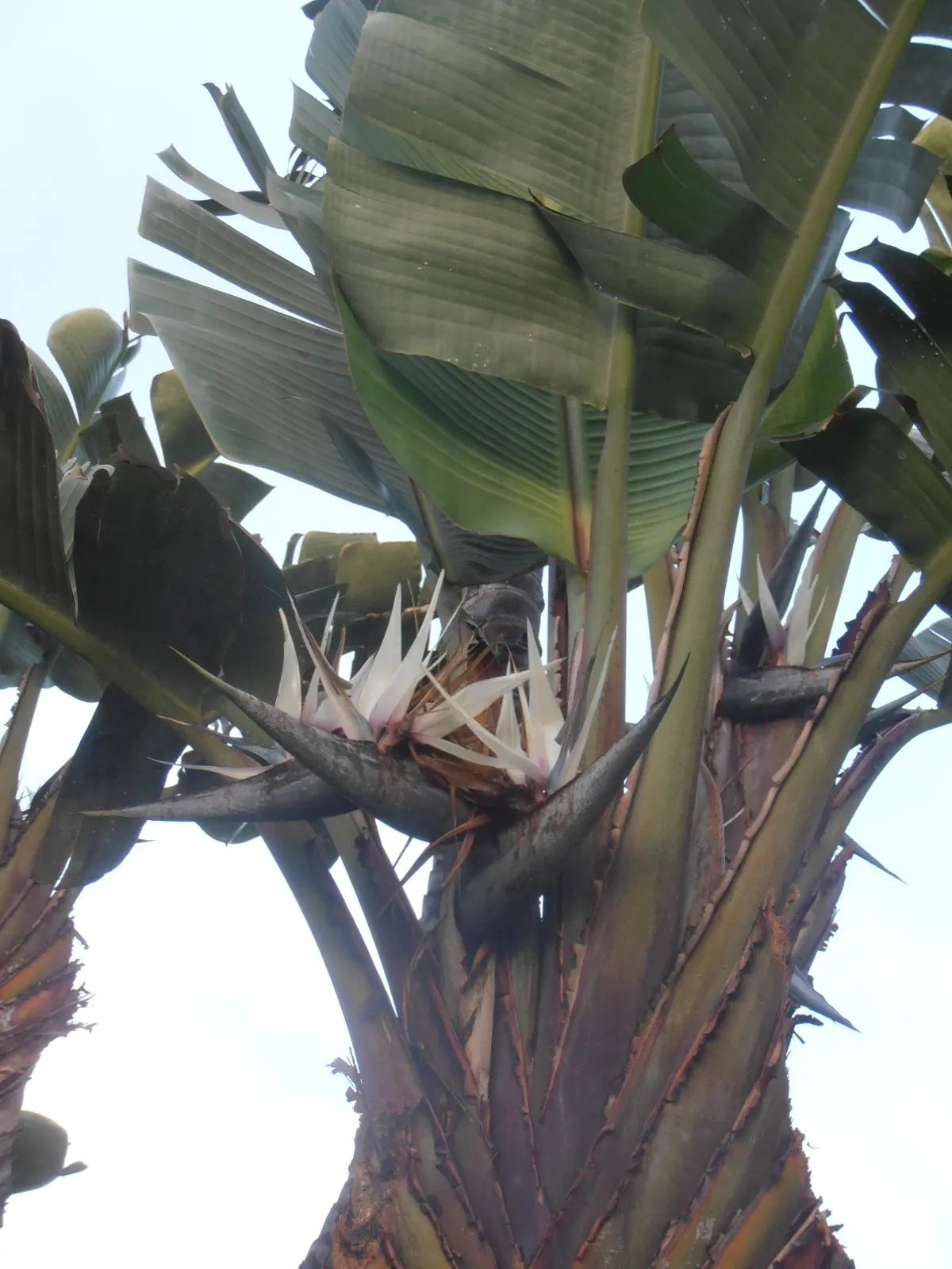 Giant White Bird Of Paradise (Strelitzia Nicolai) — it requires space to accommodate its spread of 6-10 ft; white flowers in the garden, image 85