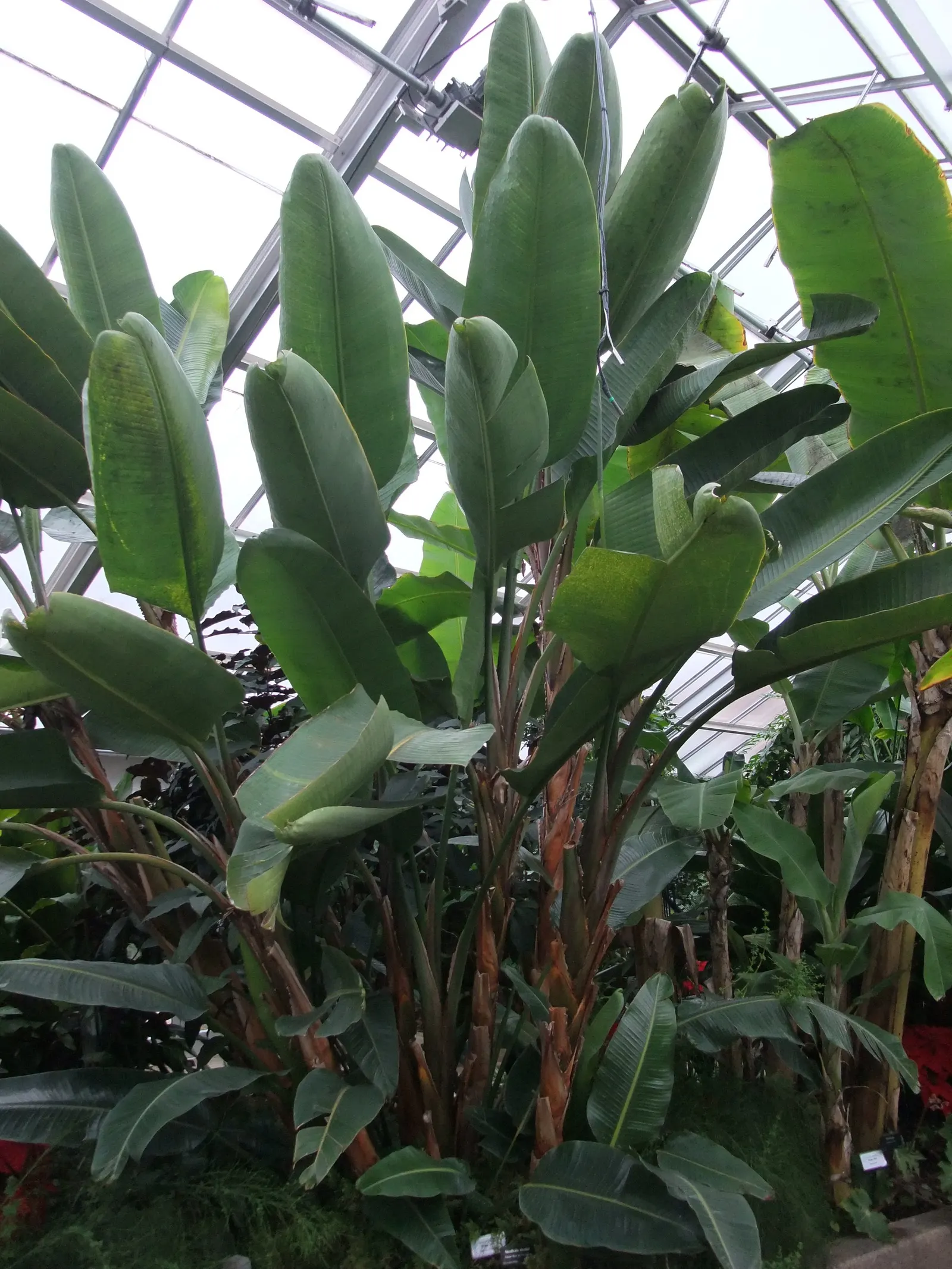 Giant White Bird Of Paradise (Strelitzia Nicolai) — with a bluish-green hue and a glossy finish that contribute to its lush; shrub / tree for full or half