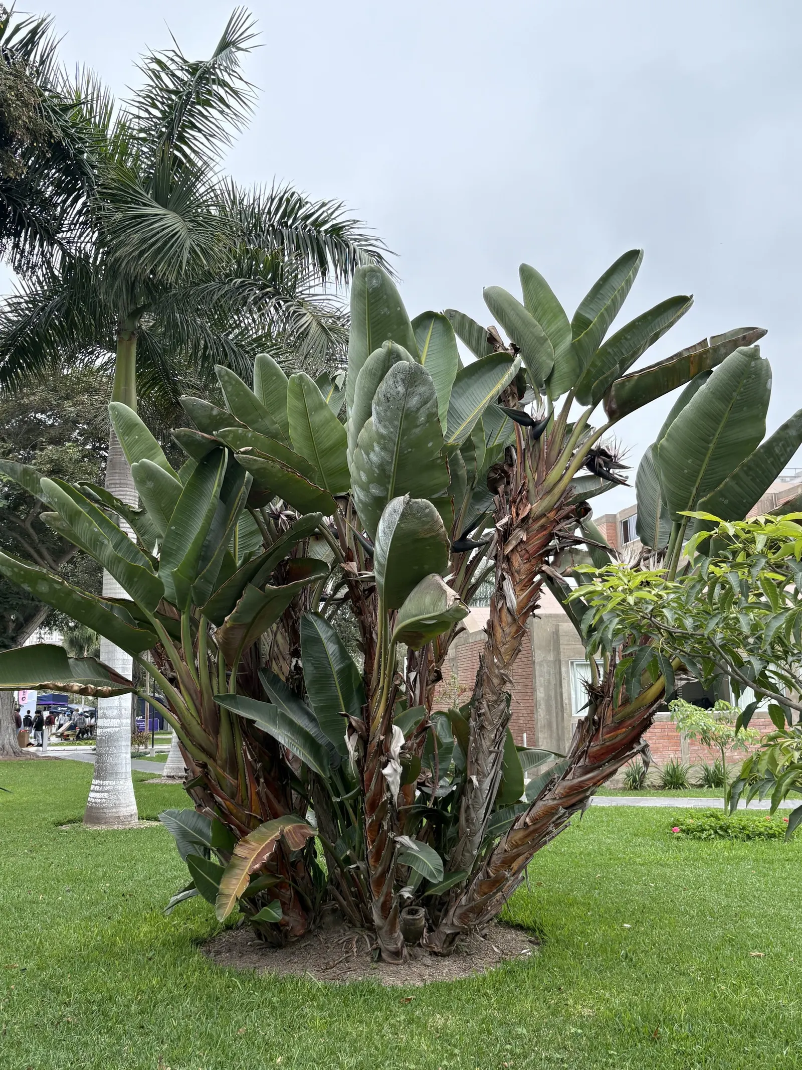Giant White Bird Of Paradise (Strelitzia Nicolai) — The leaves themselves can grow to an impressive 5 to 8 feet in length and 2 to 3 feet in width, image 65