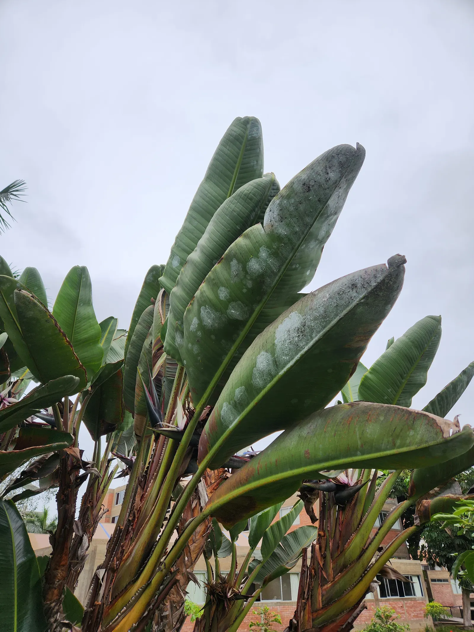 Giant White Bird Of Paradise (Strelitzia Nicolai) — white flowers in the garden; the Giant White Bird of Paradise presents a robust silhouette, image 79