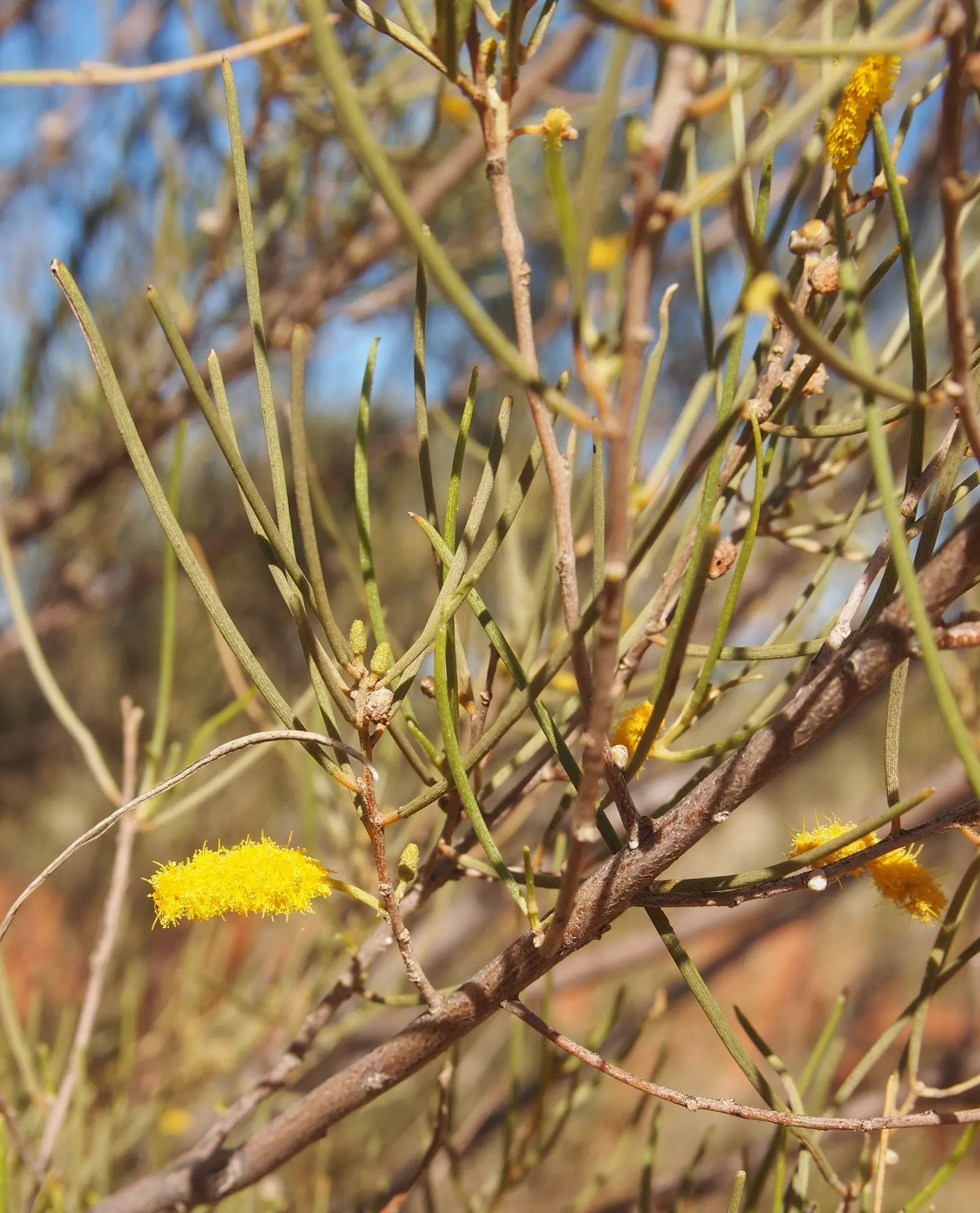 Mulga (Acacia Aneura) — Its dense form and low water needs make it ideal for xeriscaping; it boasts hardy, grey-green phyllodes and vibrant yellow flowers