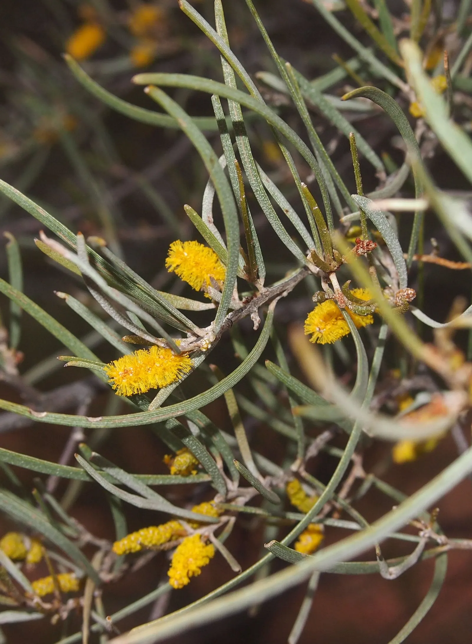 Mulga (Acacia Aneura) — The plant typically achieves a height of 15 to 30 feet with a canopy spread of 10 to 20 feet; space plants approximately 10-20 feet