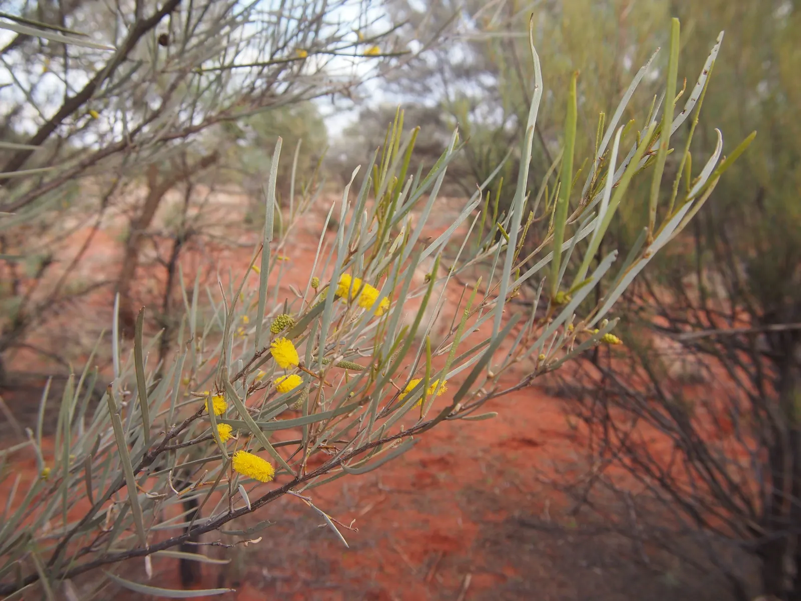 Mulga (Acacia Aneura) — It boasts hardy, grey-green phyllodes and vibrant yellow flowers; the plant typically achieves a height of 15 to 30 feet with a canopy