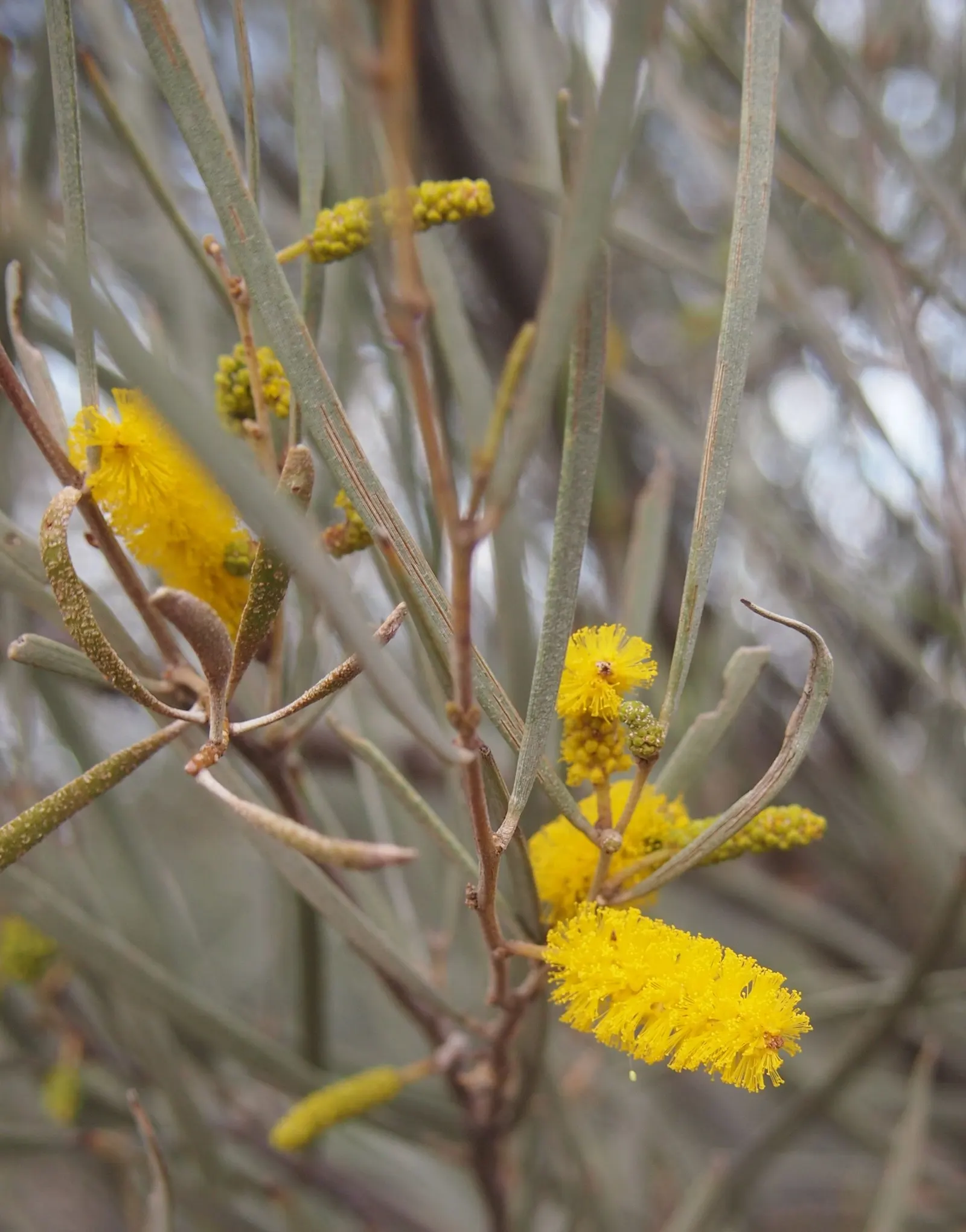 Mulga (Acacia Aneura) — Mulga, Acacia aneura, is a resilient evergreen shrub or small tree, reaching up to 26 feet tall; its dense form and low water needs