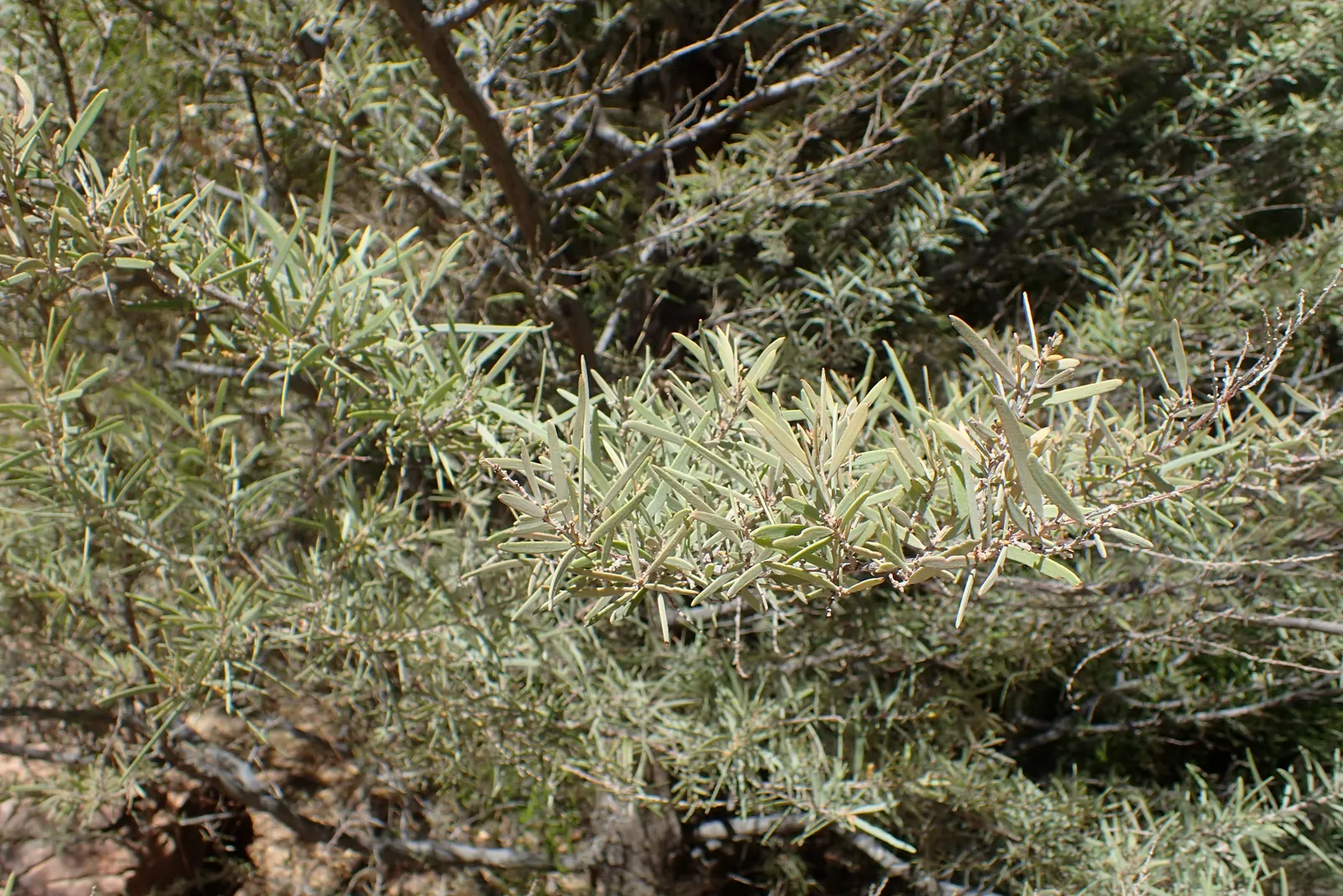 Mulga (Acacia Aneura) — In the spring and after rainfall, image 35