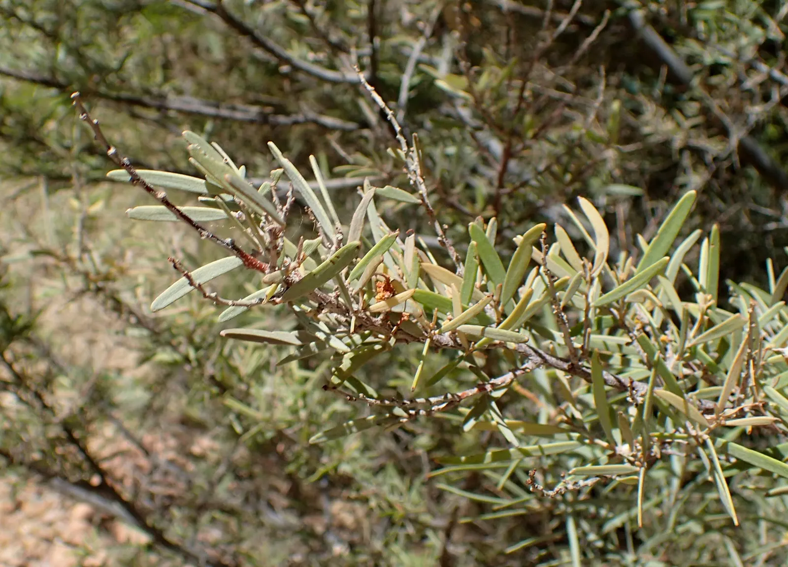 Mulga (Acacia Aneura) — native to the Australian outback