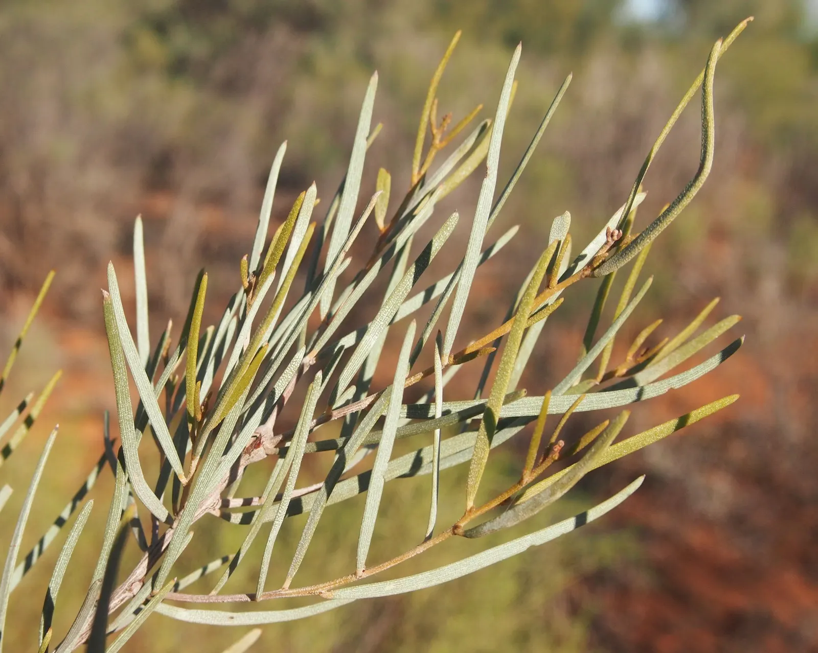 Mulga (Acacia Aneura) — Acacia aneura is a splendid choice for landscapes that aim to echo the rugged beauty of arid regions