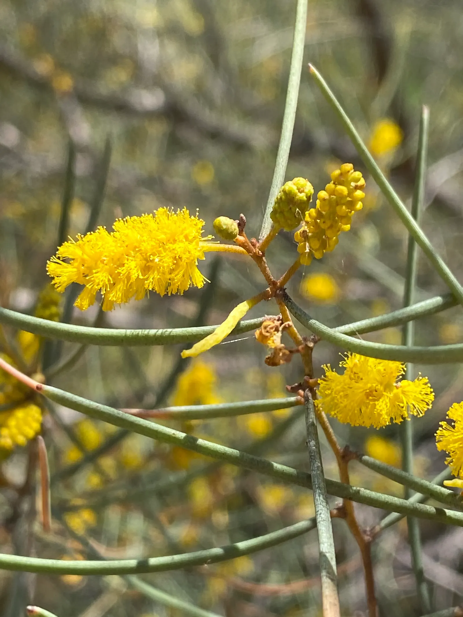 Mulga (Acacia Aneura) — Acacia aneura is a splendid choice for landscapes that aim to echo the rugged beauty of arid regions; thriving in hardiness zones 9 to