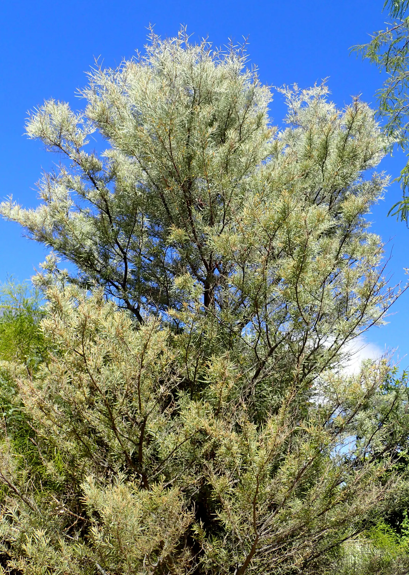 Mulga (Acacia Aneura) — identified botanically as Acacia aneura; consider its mature size and allow ample space for its canopy to develop