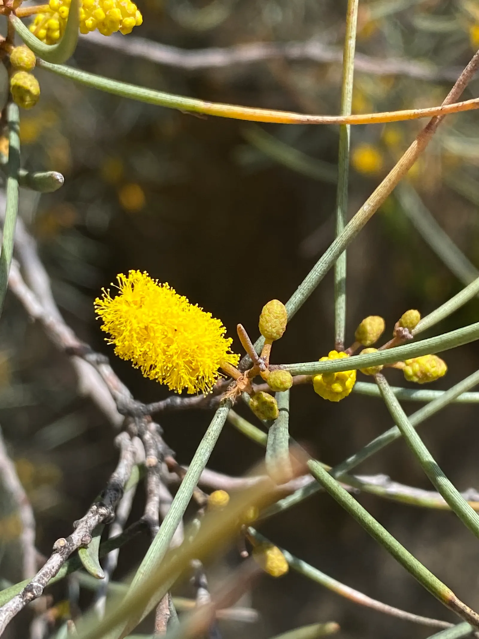 Mulga (Acacia Aneura) — tree with yellow blooms; the Mulga bursts with yellow rod-like flowers that are rich with nectar
