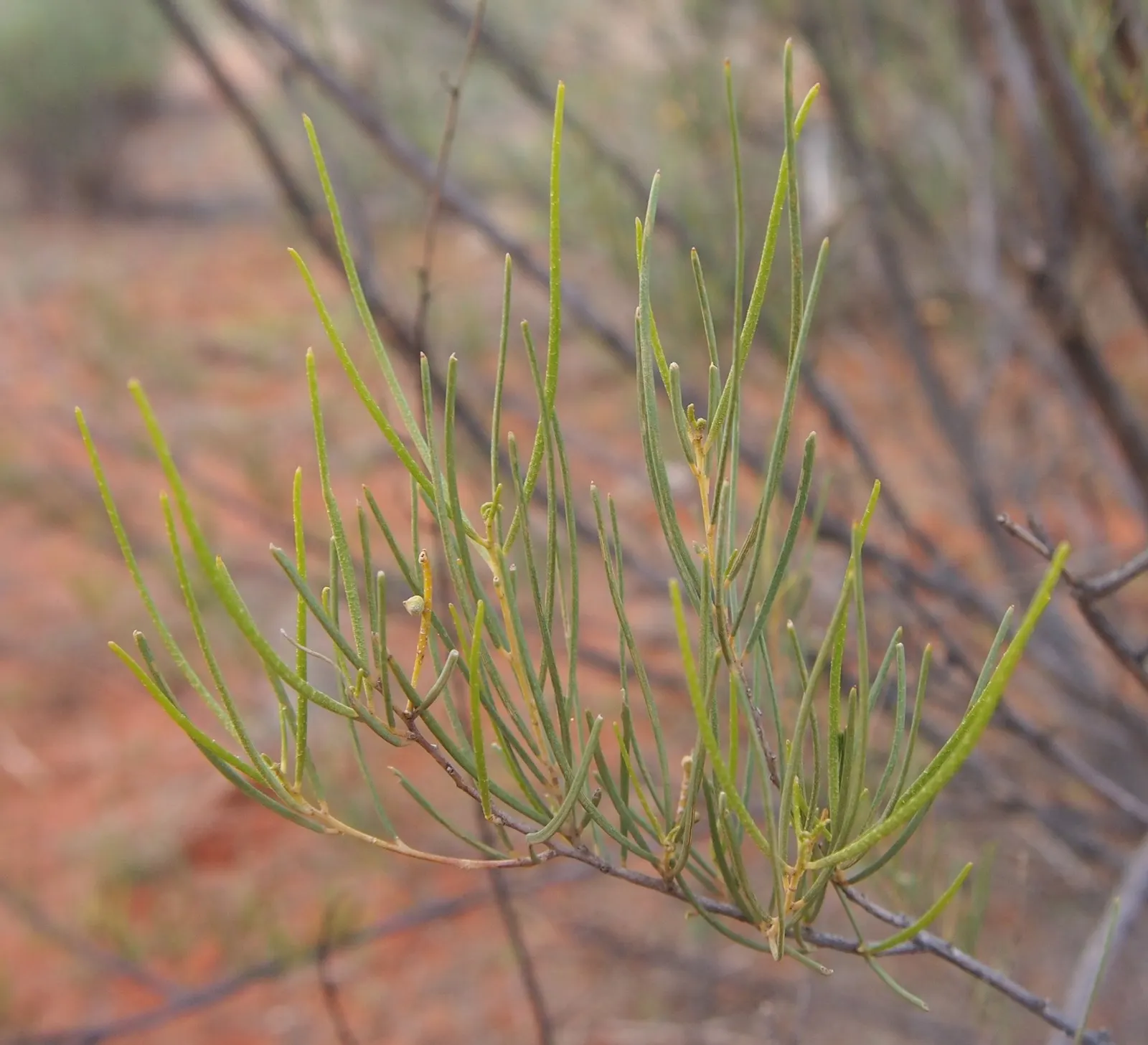 Mulga (Acacia Aneura) — yellow flowers in the garden; identified botanically as Acacia aneura