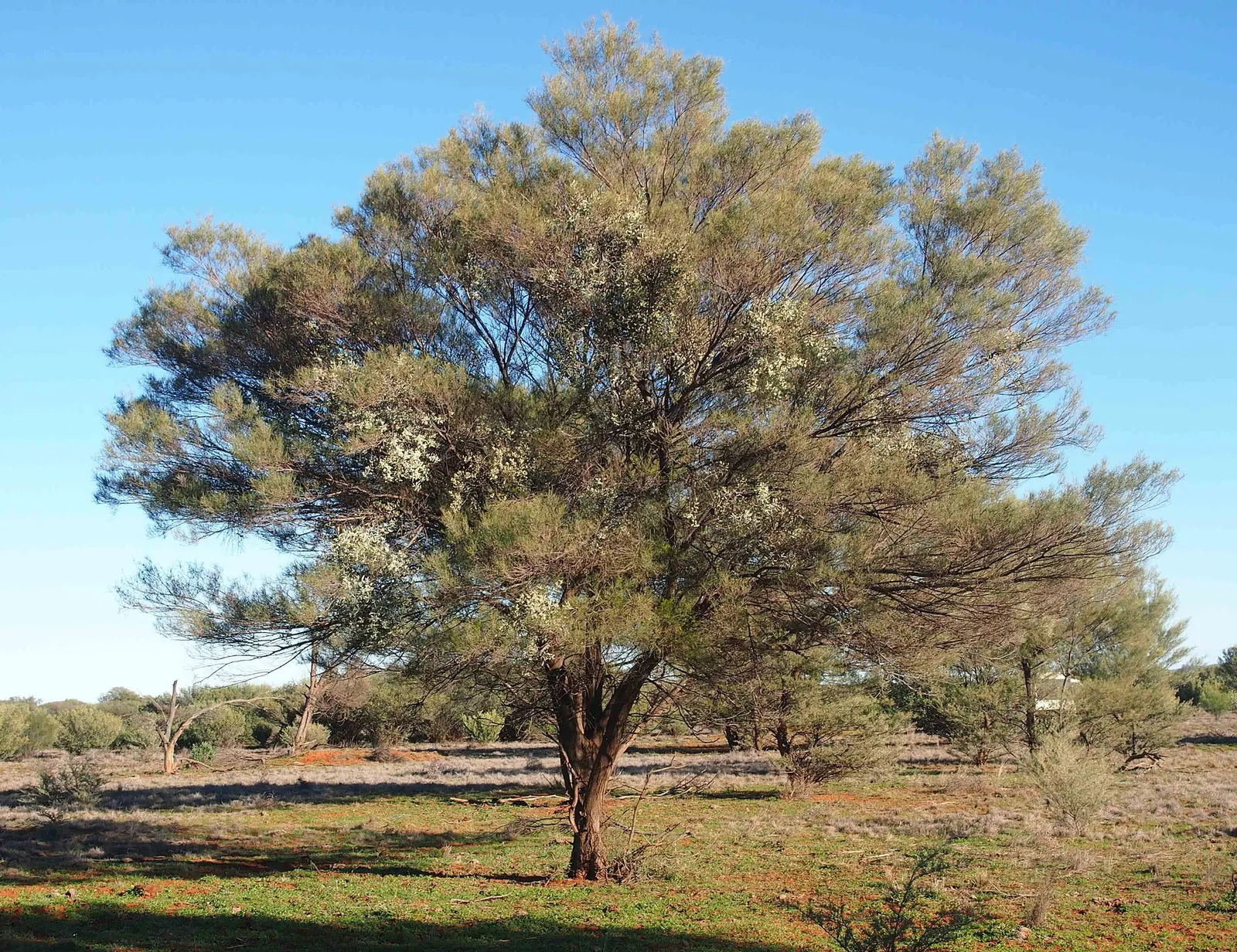 Mulga (Acacia Aneura) — In the spring and after rainfall