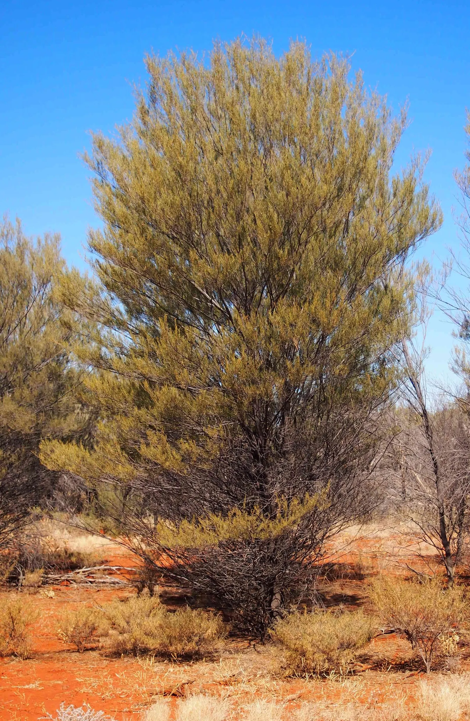 Mulga (Acacia Aneura) — native to the Australian outback; and it favors well-draining soil