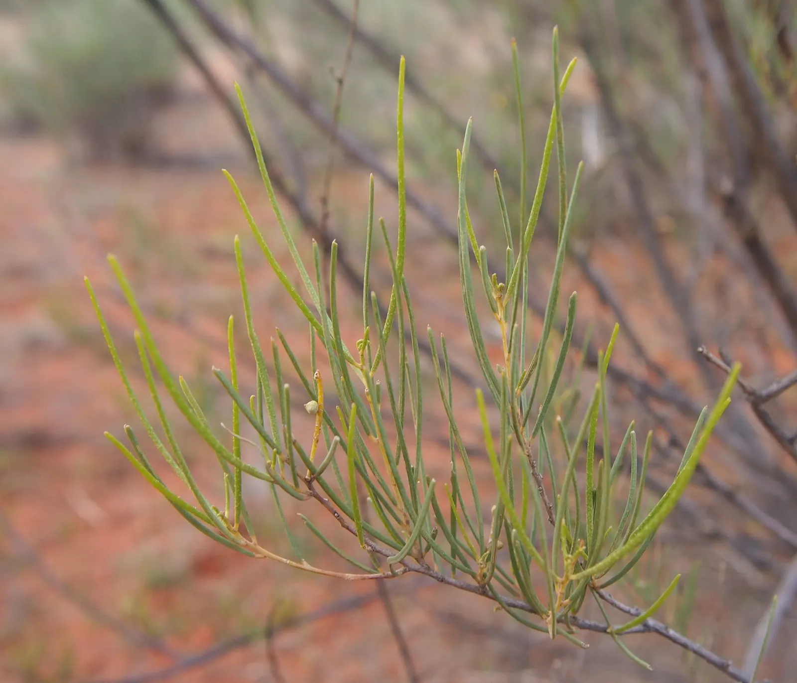 Mulga (Acacia Aneura) — thriving in hardiness zones 9 to 11
