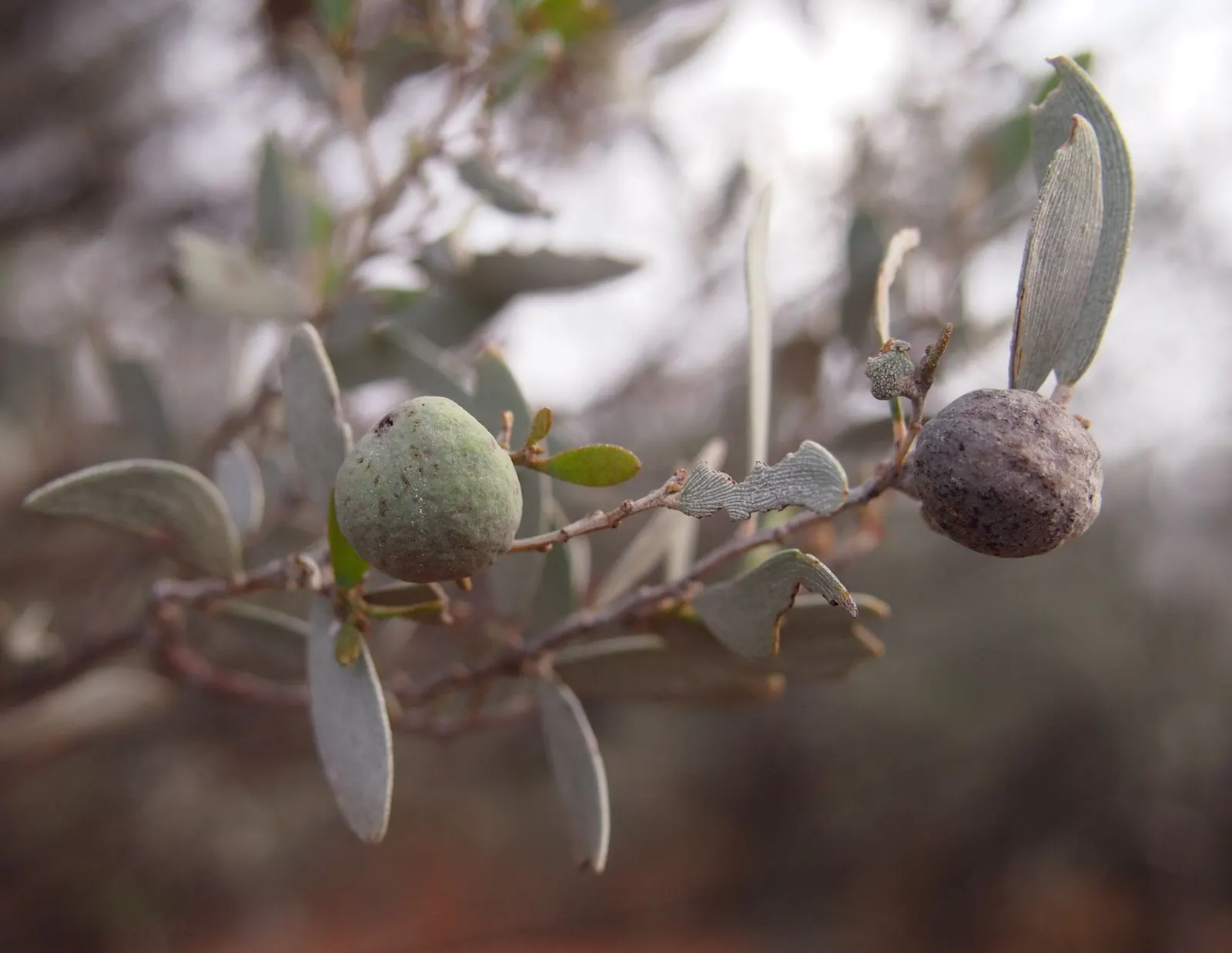 Mulga (Acacia Aneura) — Its dense form and low water needs make it ideal for xeriscaping
