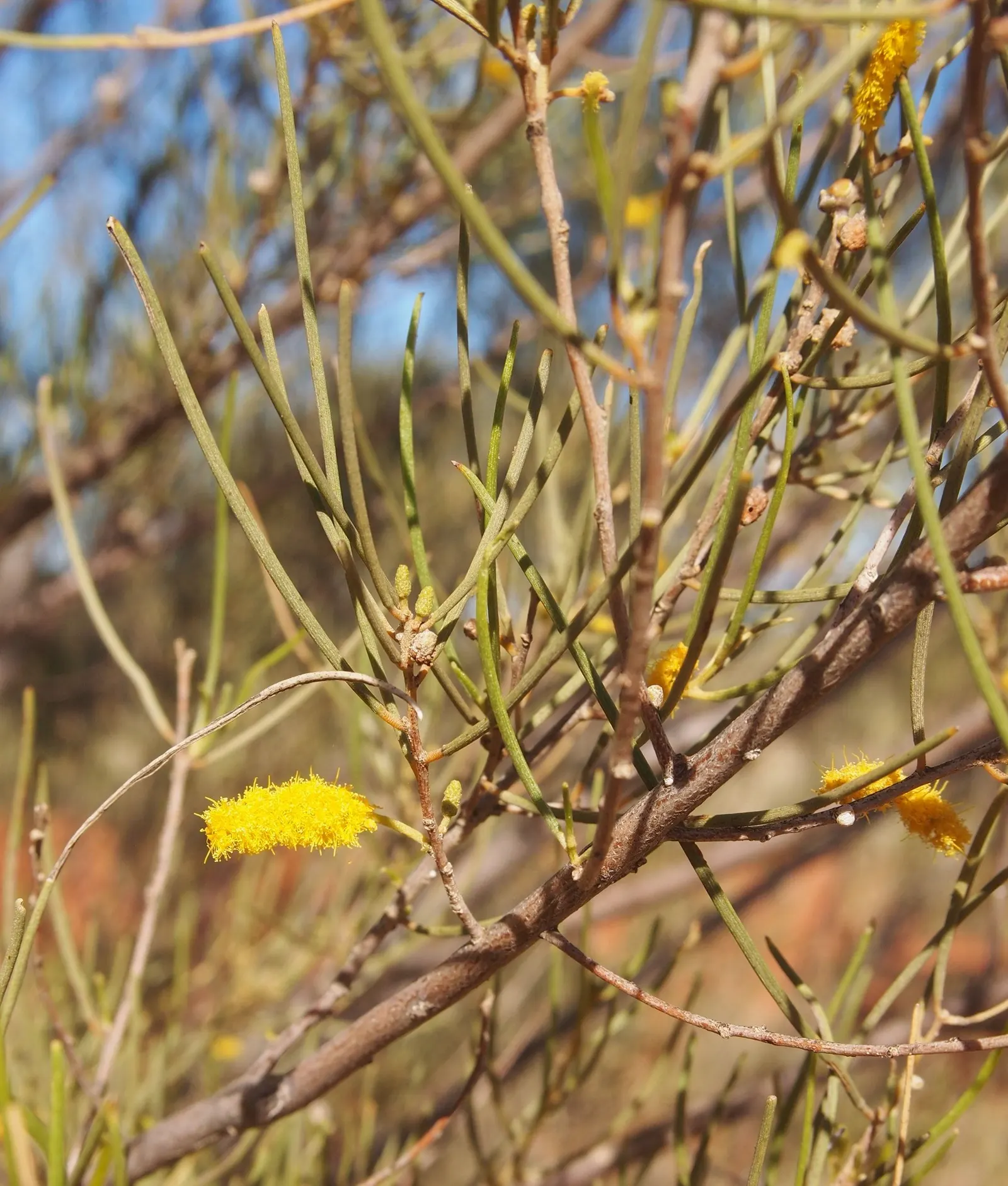 Mulga (Acacia Aneura) — Adaptable to arid environments and poor soils, it thrives in USDA zones 9-11; requiring minimal water once established and can tolerate