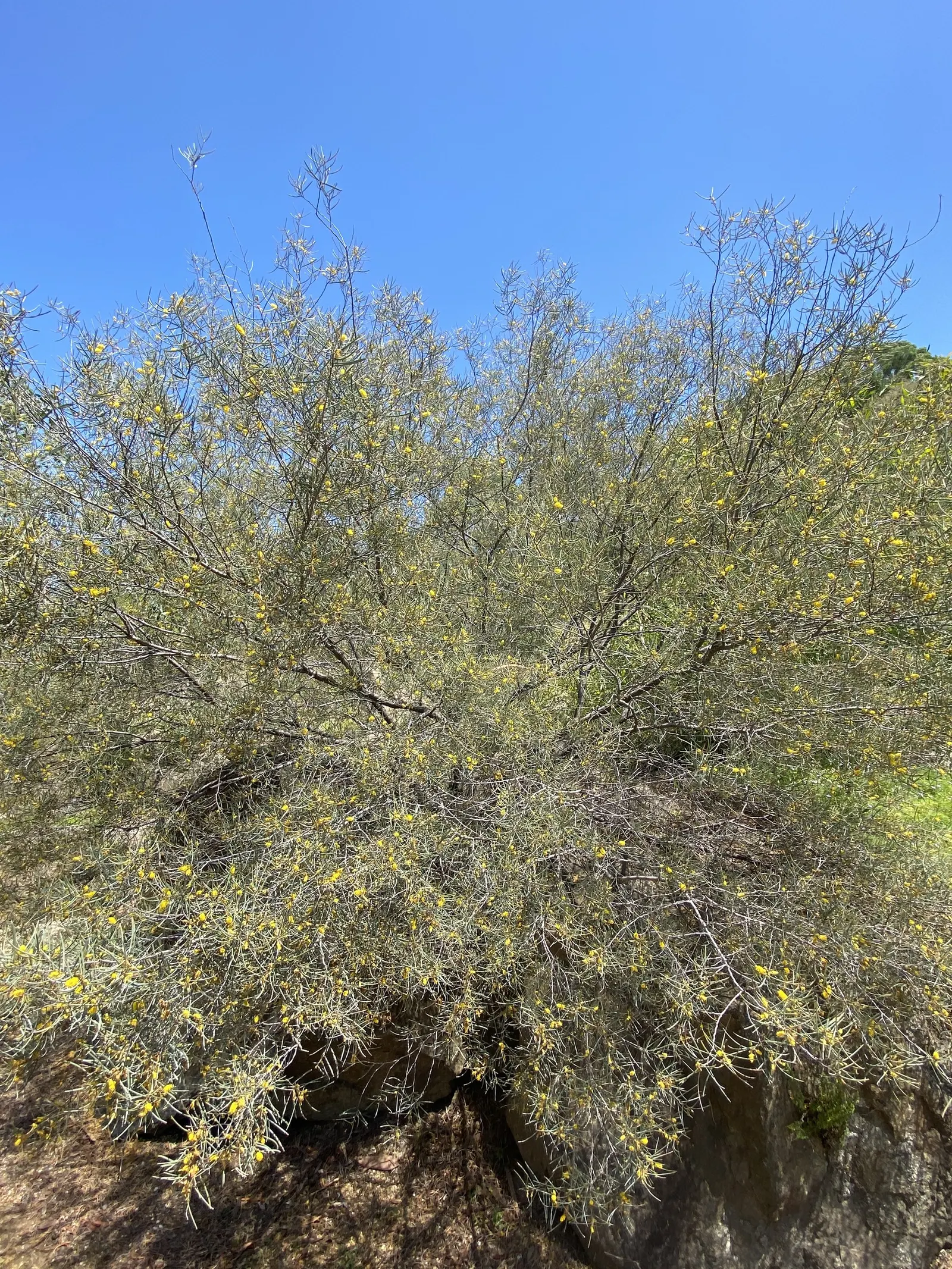 Mulga (Acacia Aneura) — while also supporting local ecosystems; tree with yellow blooms