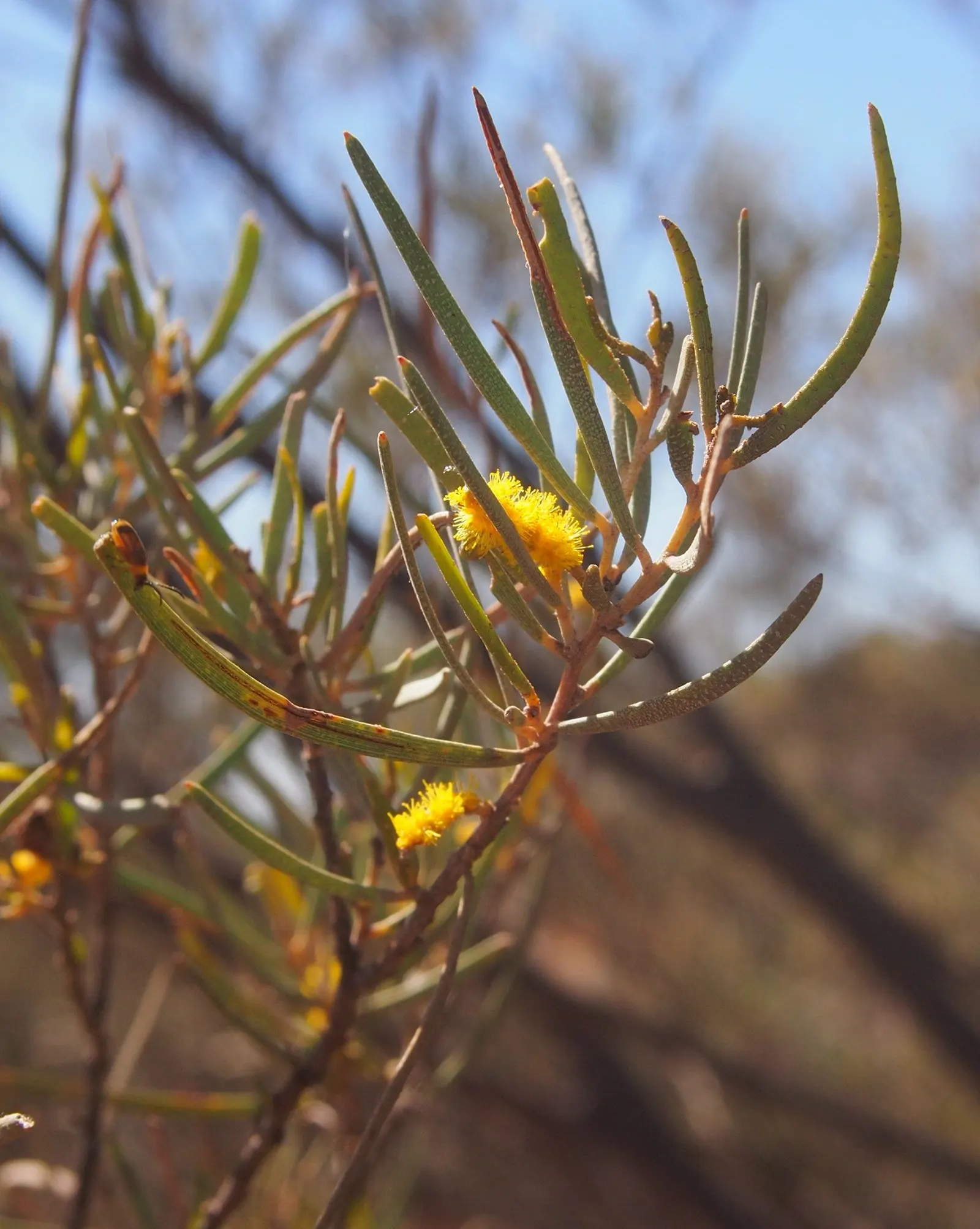 Mulga (Acacia Aneura) — the Mulga bursts with yellow rod-like flowers that are rich with nectar
