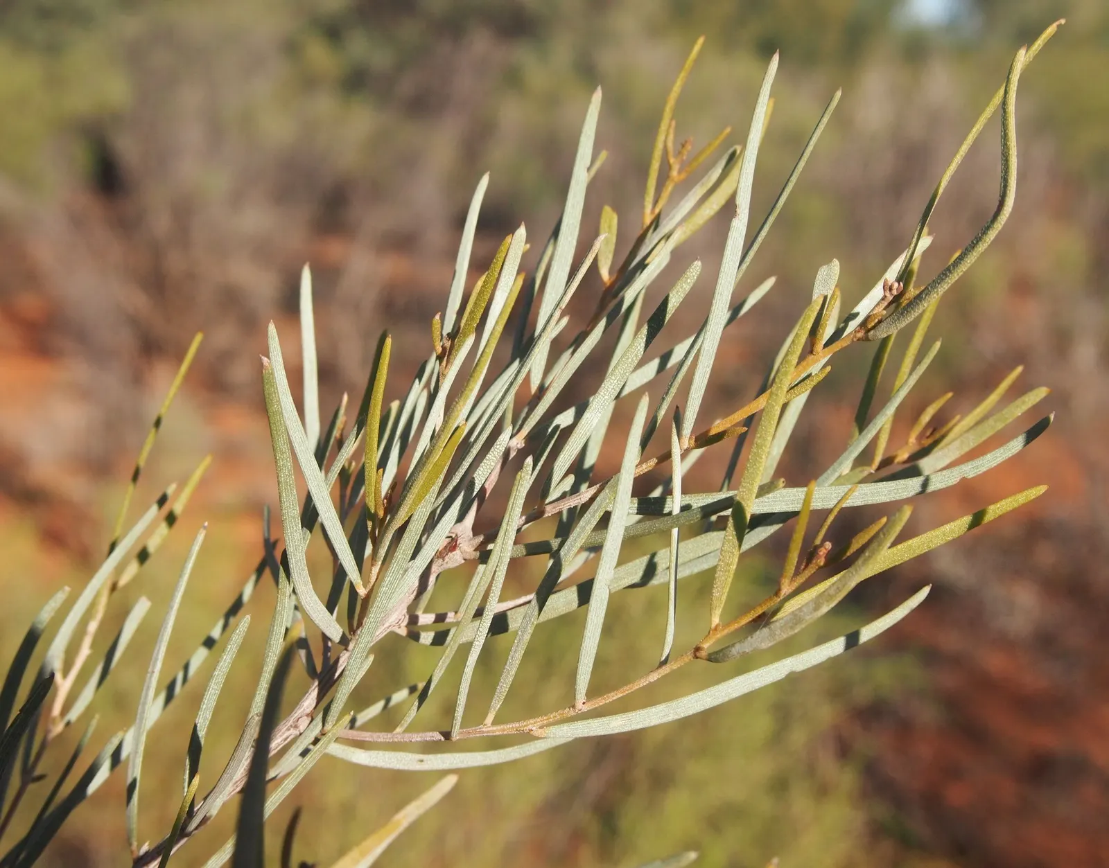 Mulga (Acacia Aneura) — stands as a remarkable feature in any arid landscape design