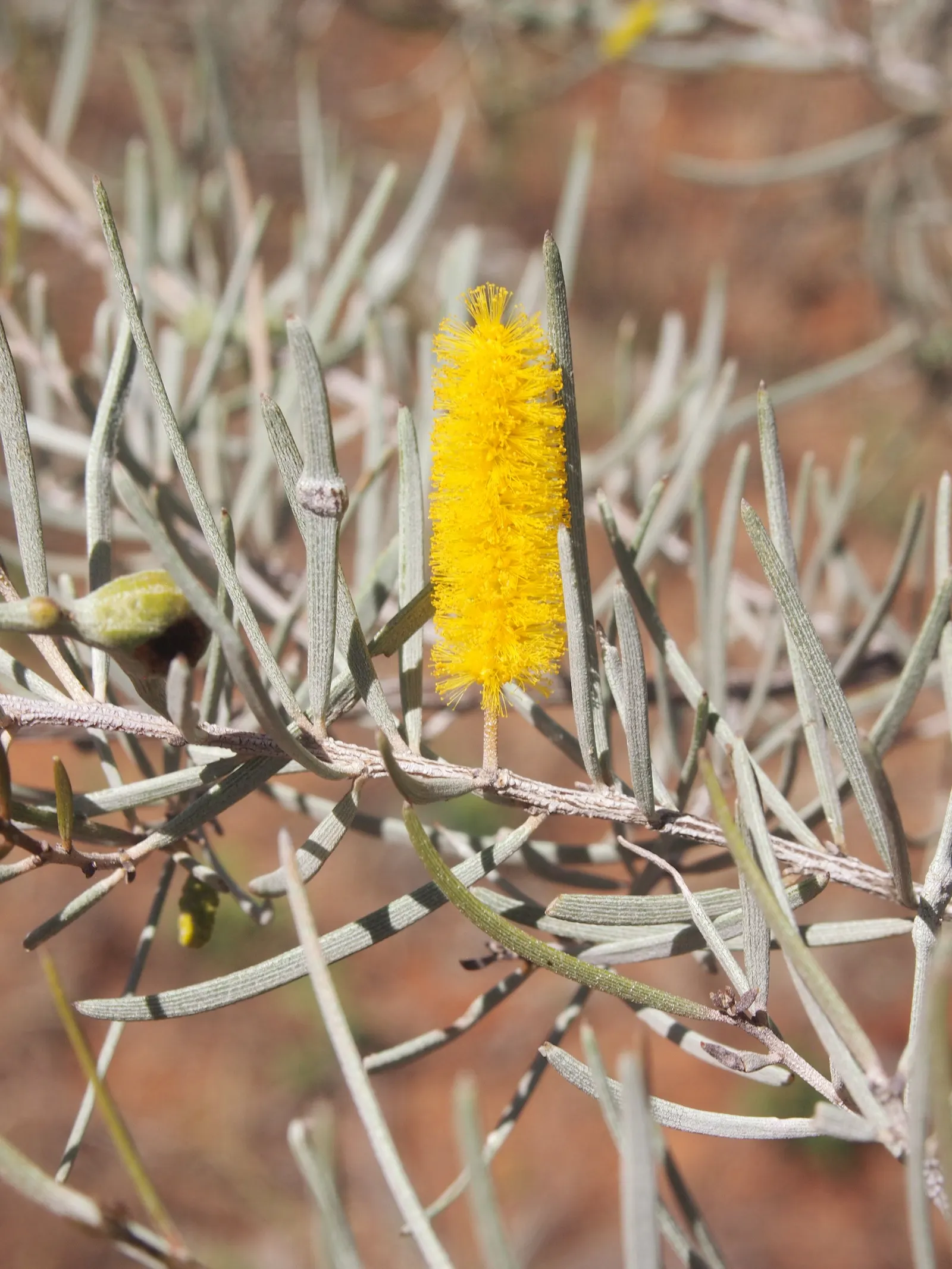 Mulga (Acacia Aneura) — the Mulga bursts with yellow rod-like flowers that are rich with nectar; acacia aneura is a splendid choice for landscapes that aim to